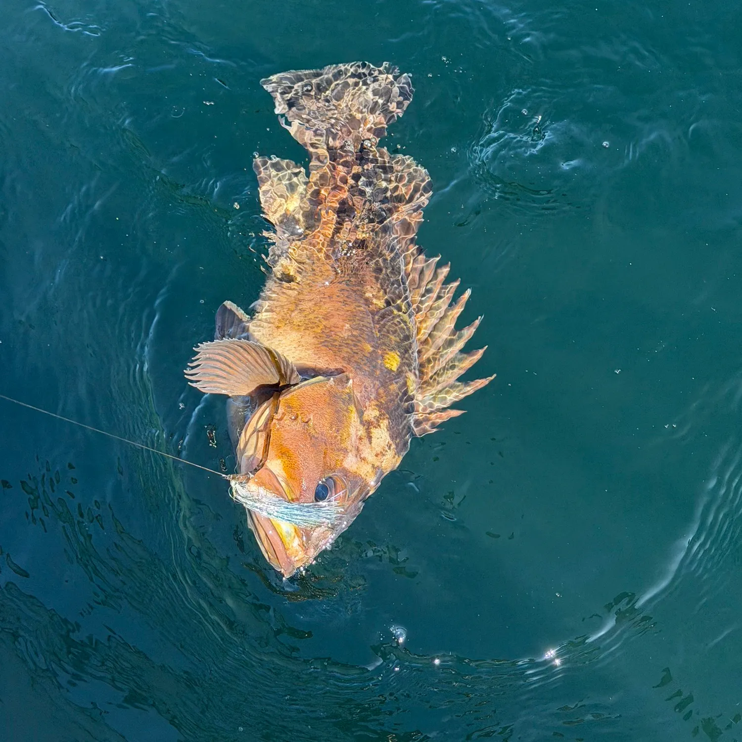 catch
