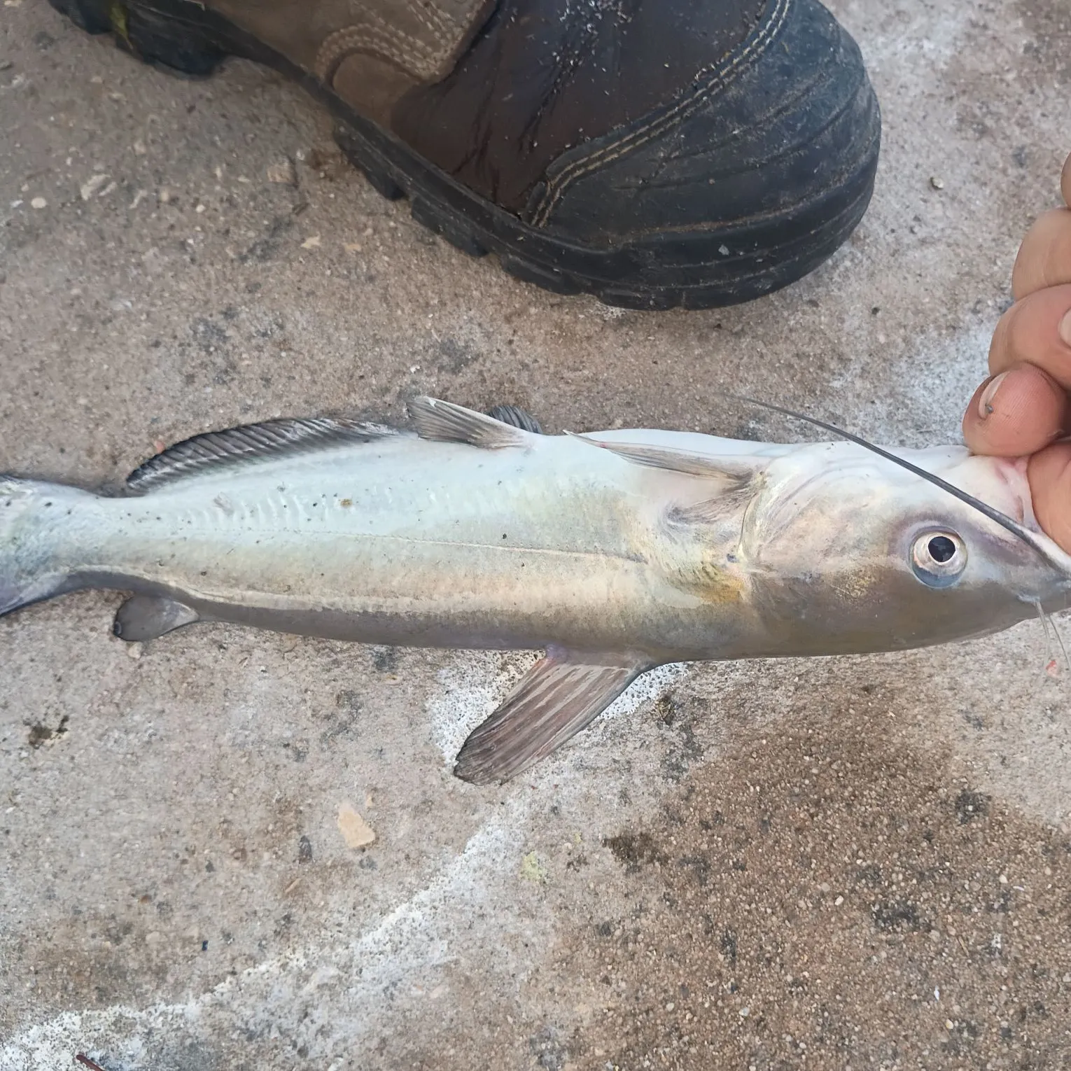 Channel catfish caught on Fishbrain