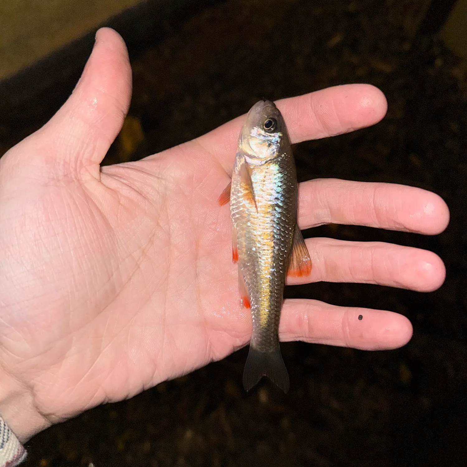 Common shiner caught on Fishbrain