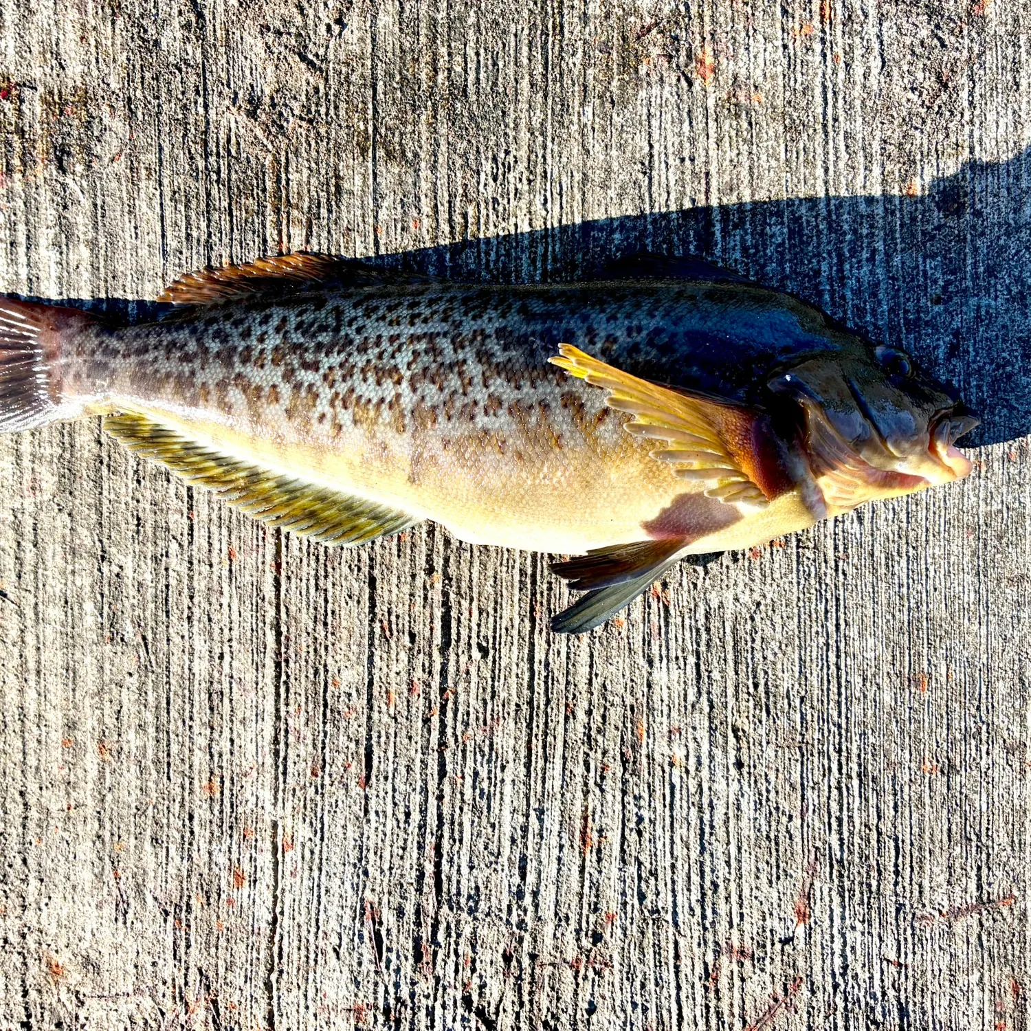 Kelp greenling caught on Fishbrain