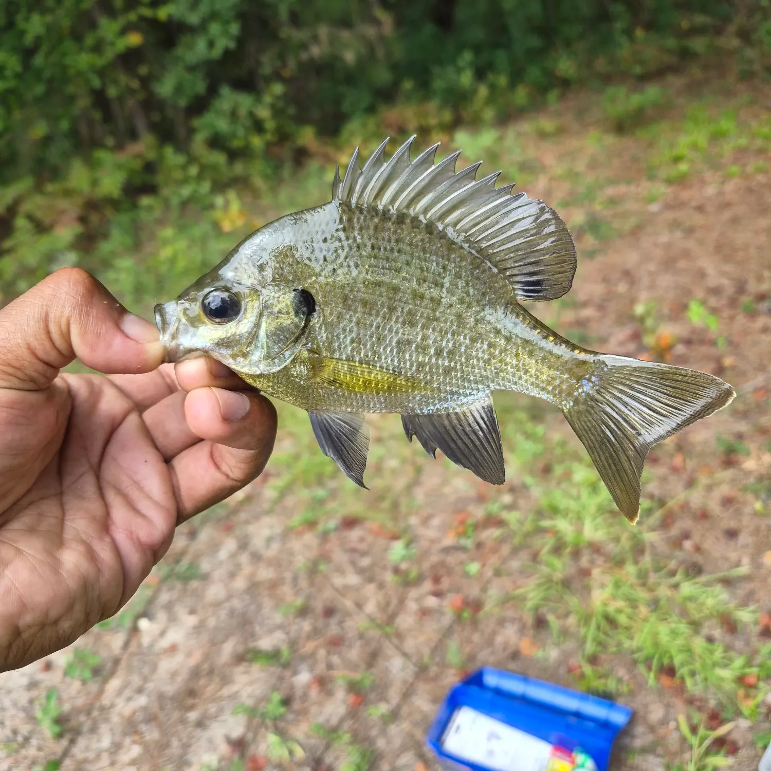 Bluegill caught on Fishbrain