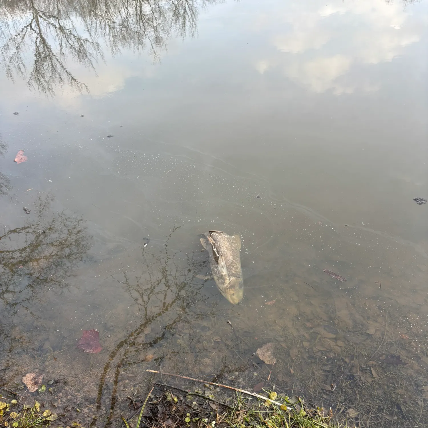 The most recent Grass carp catches on Fishbrain