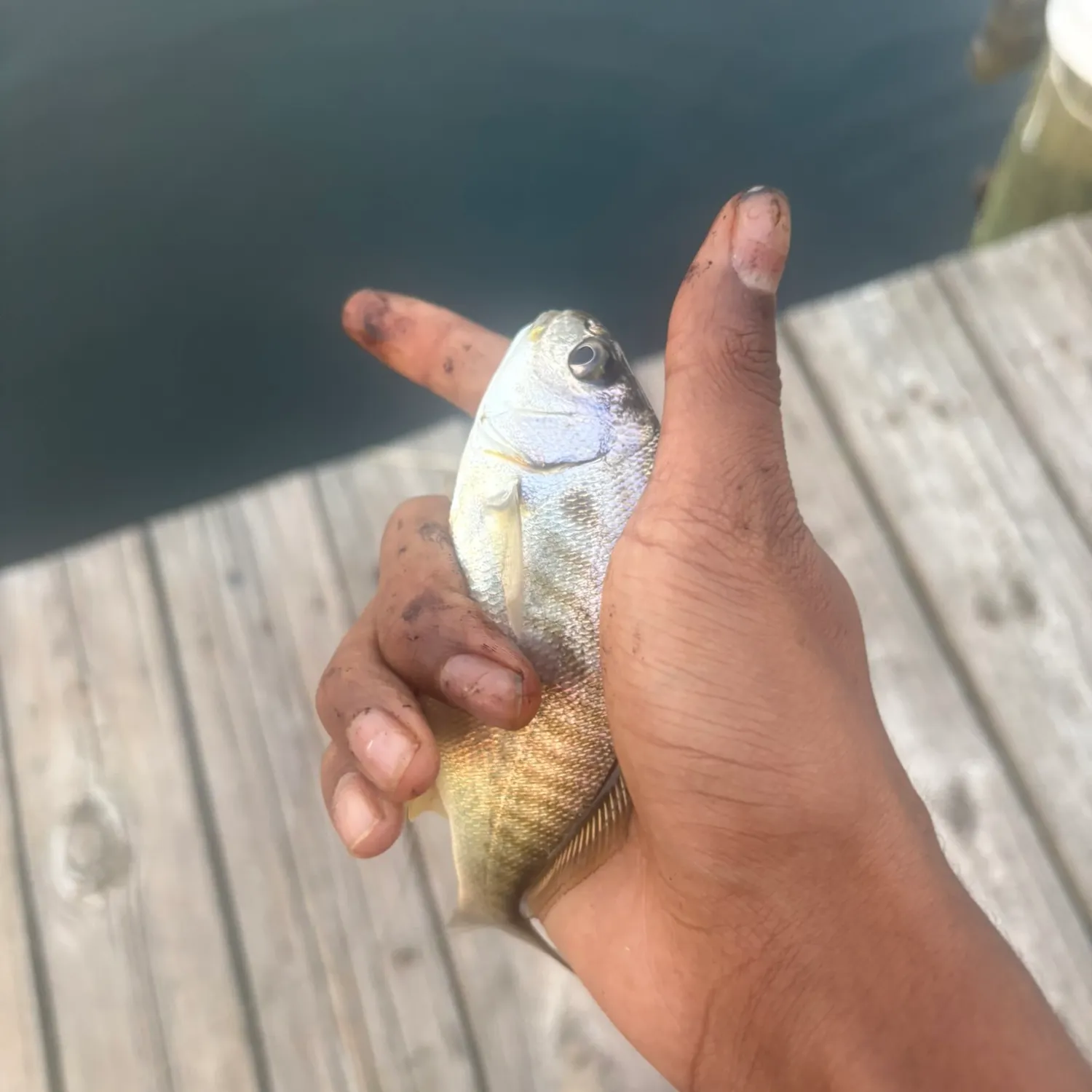 Spot croaker caught on Fishbrain