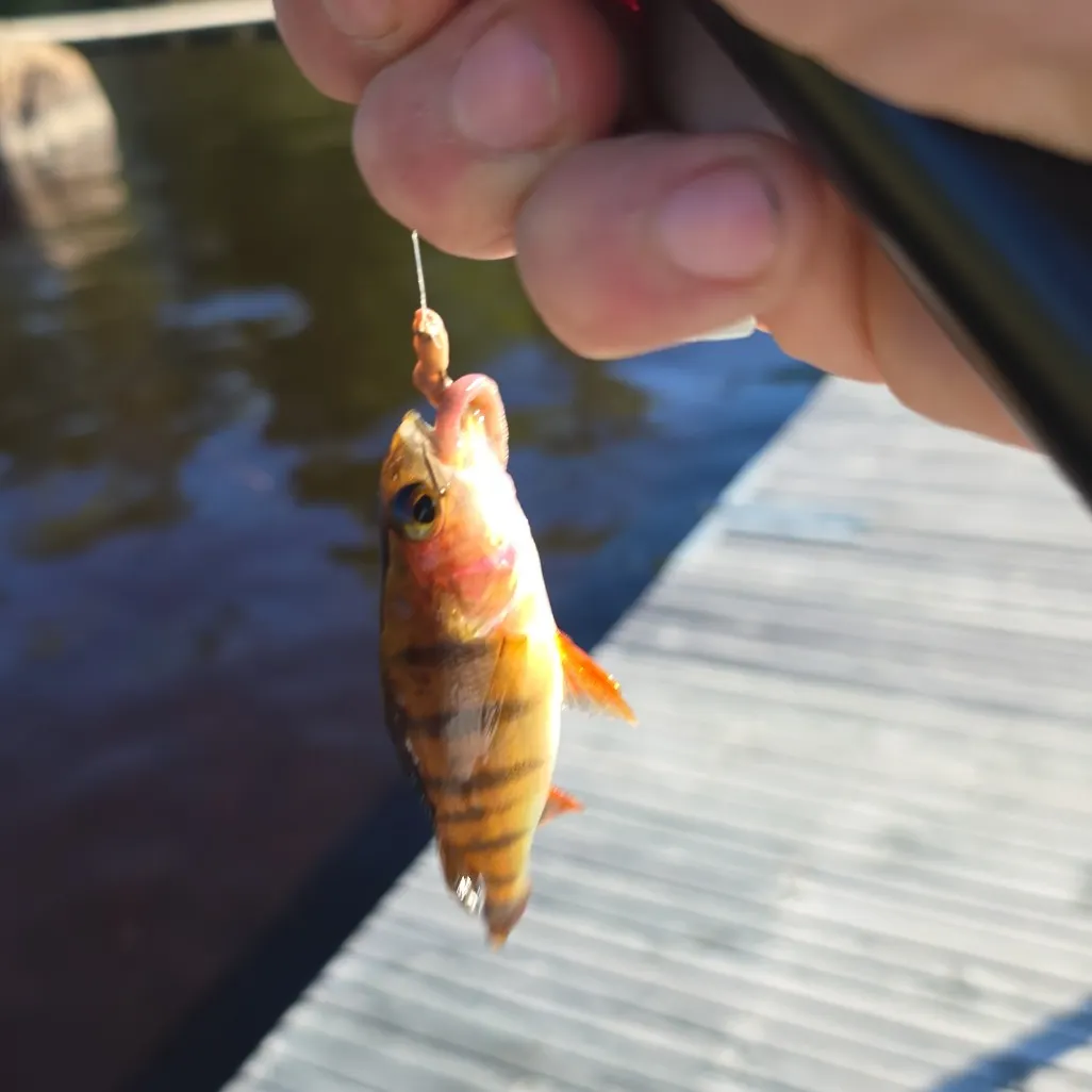 European perch caught on Fishbrain