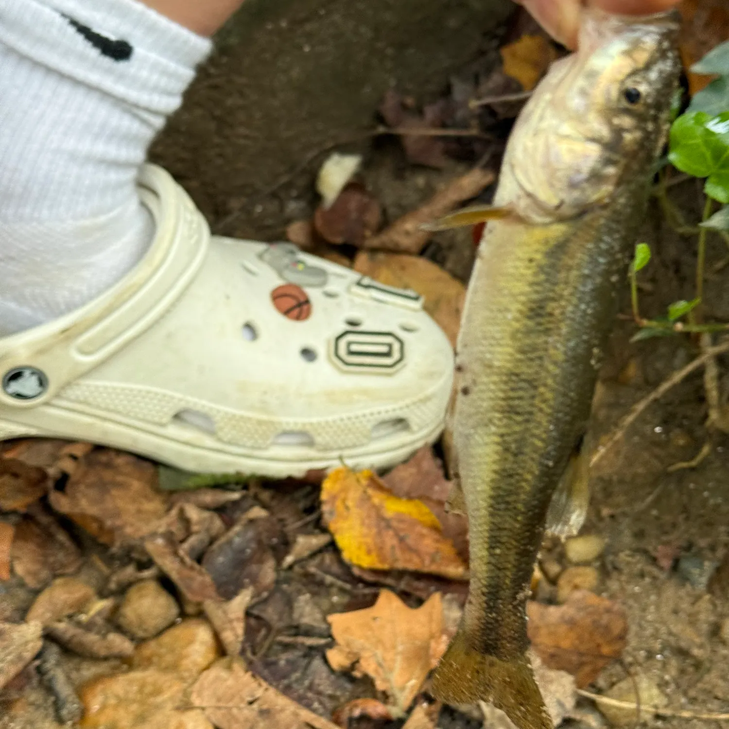 Creek chub caught on Fishbrain