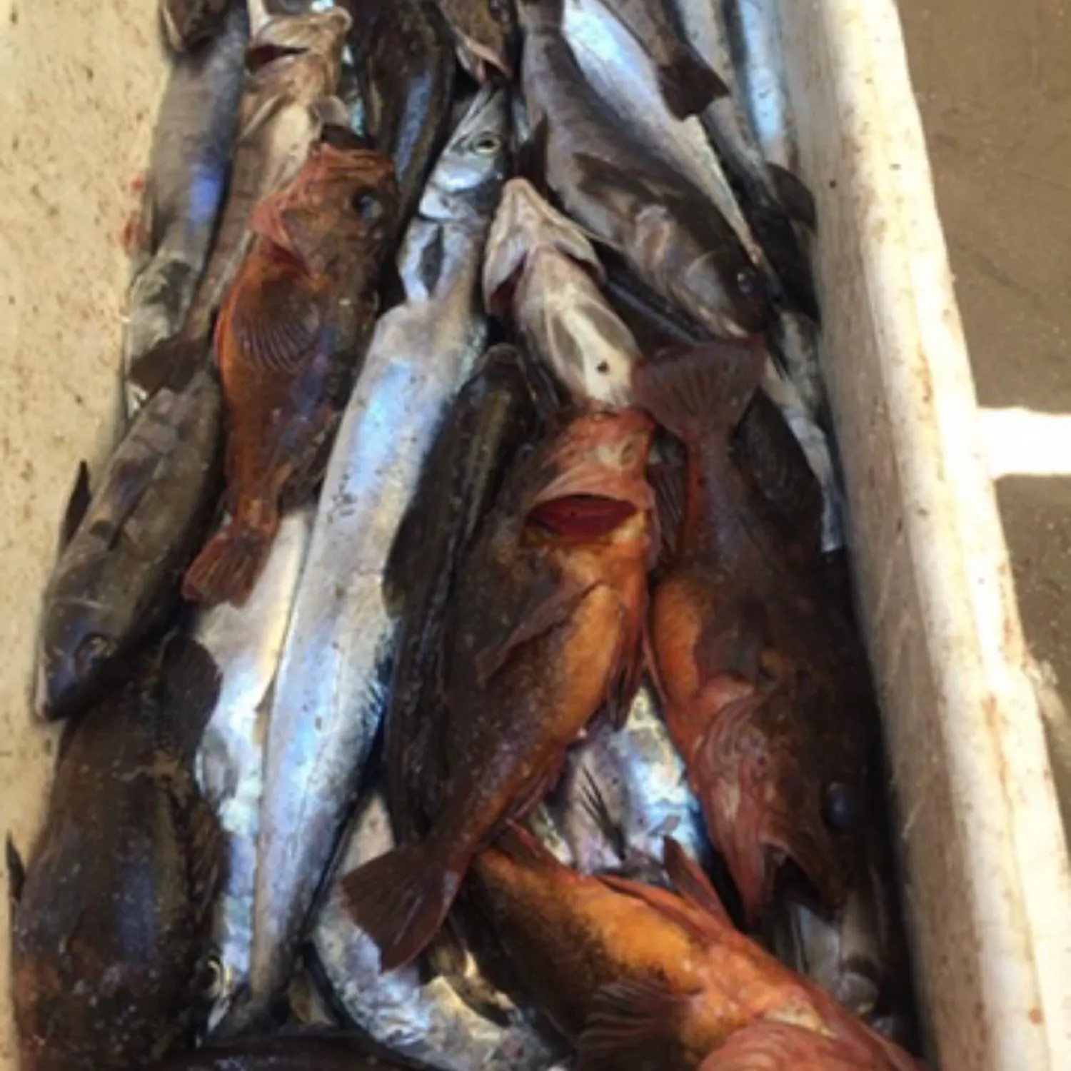 recently logged catches