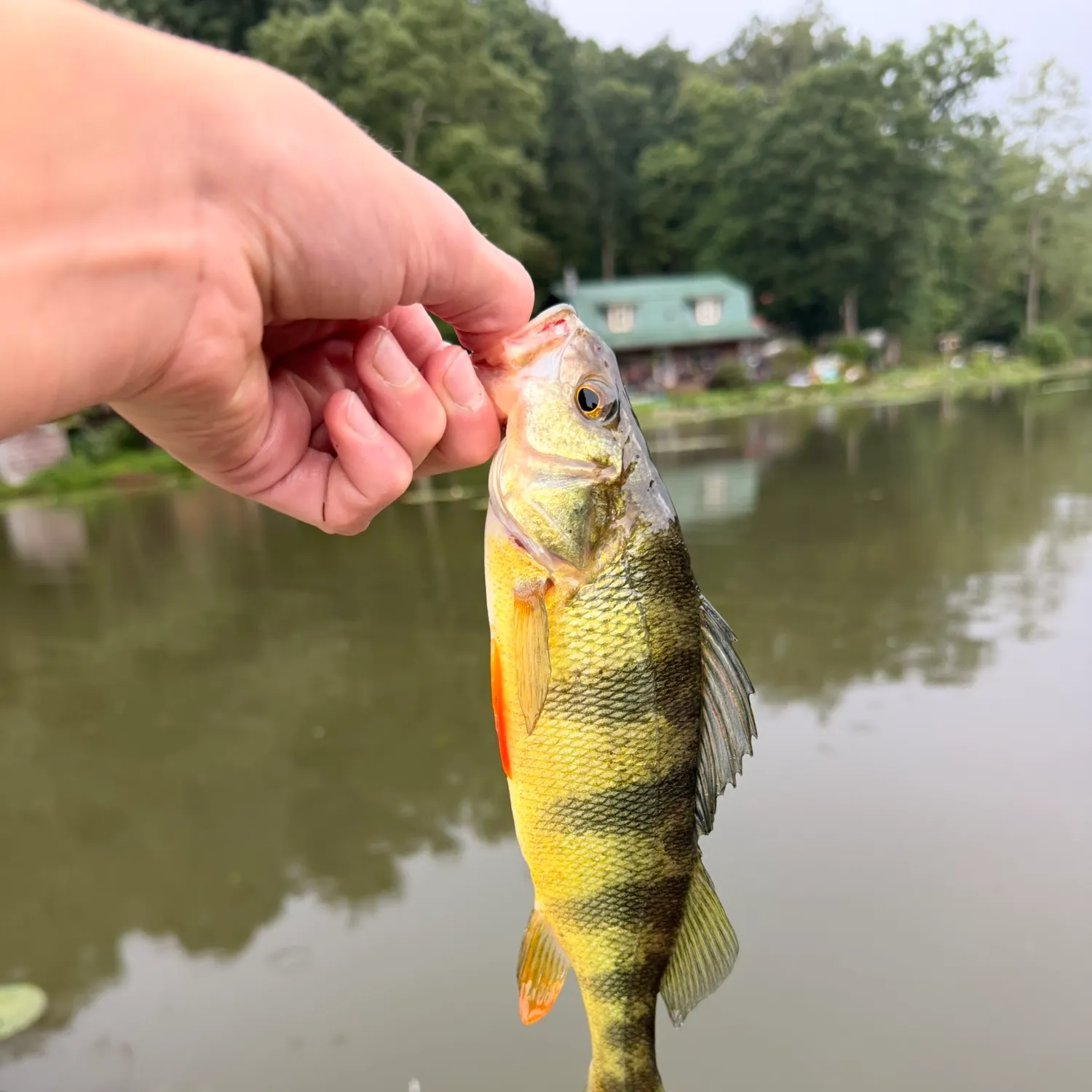 Yellow perch caught on Fishbrain