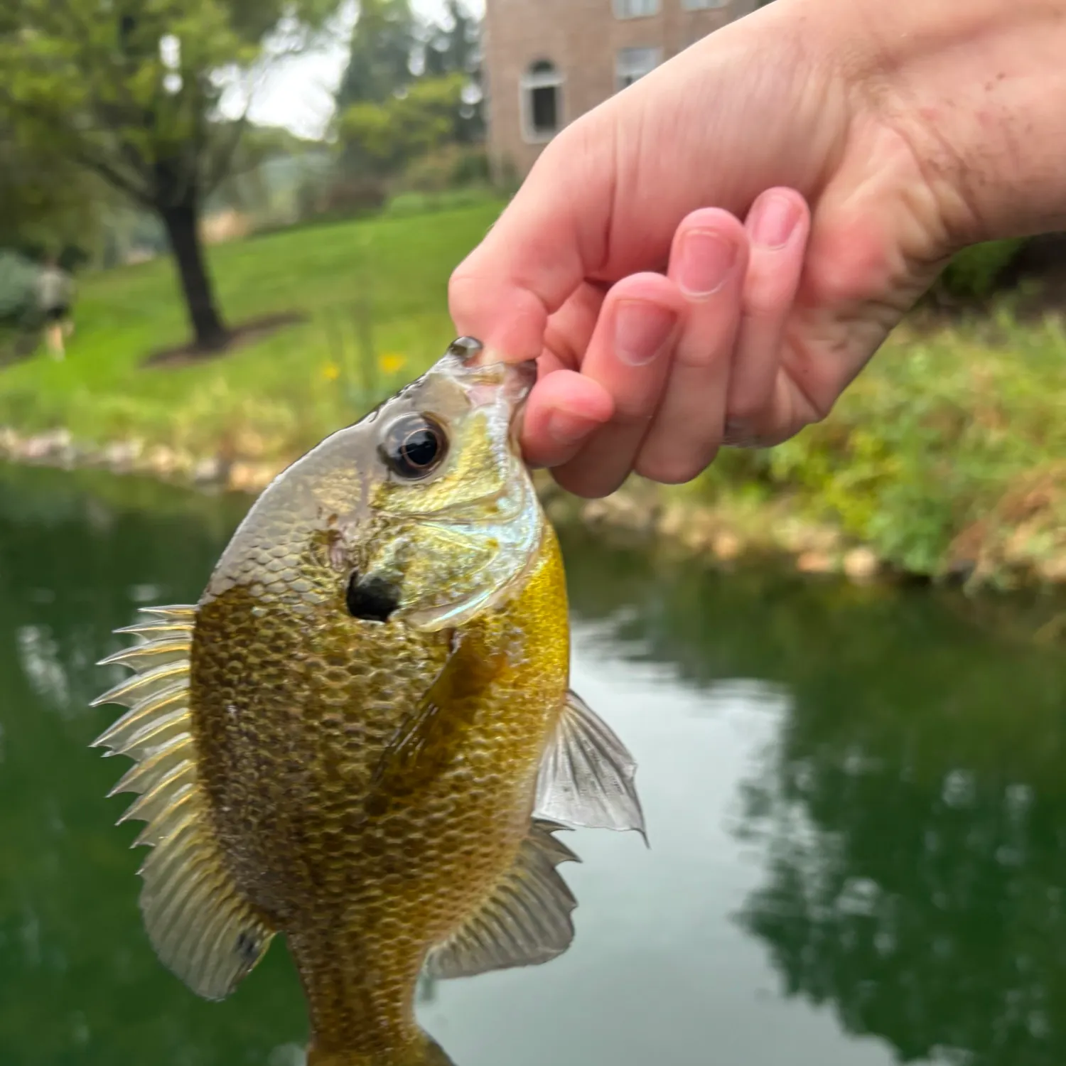 Bluegill caught on Fishbrain