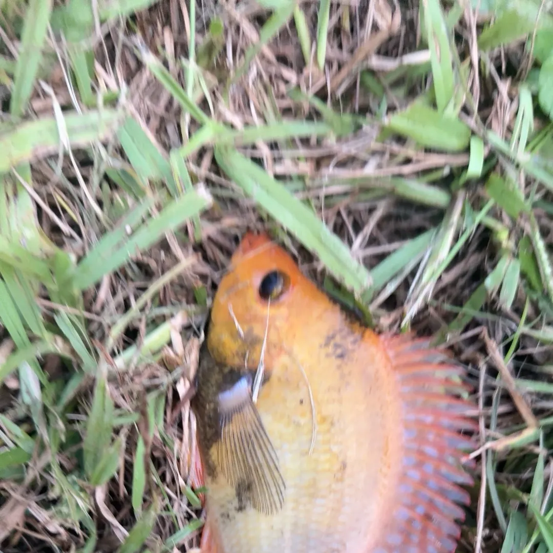 Yellow perch caught on Fishbrain