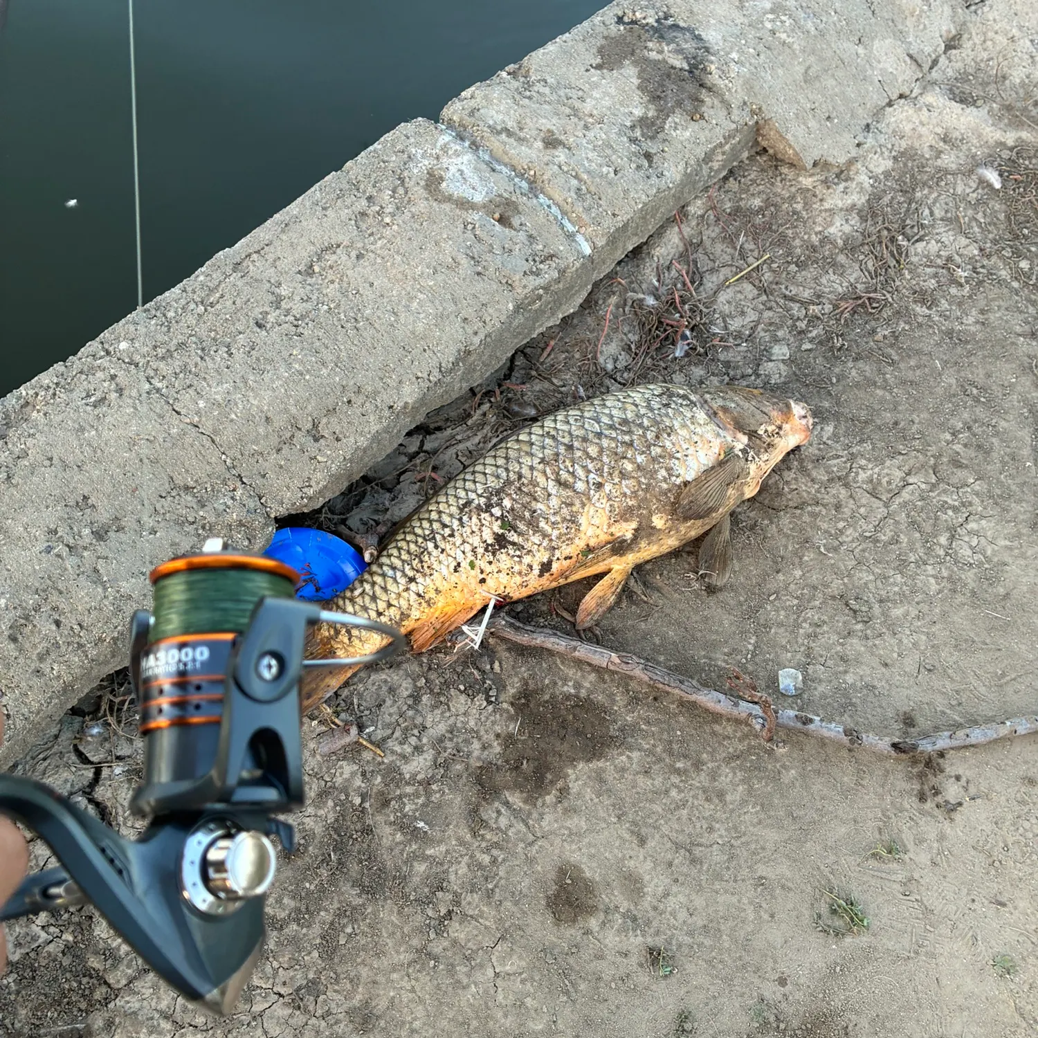 Common carp caught on Fishbrain