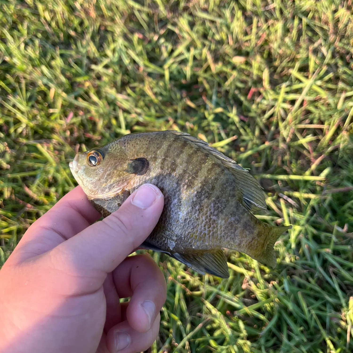 Bluegill caught on Fishbrain