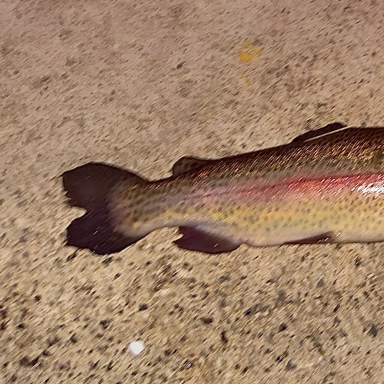 Rainbow trout caught on Fishbrain