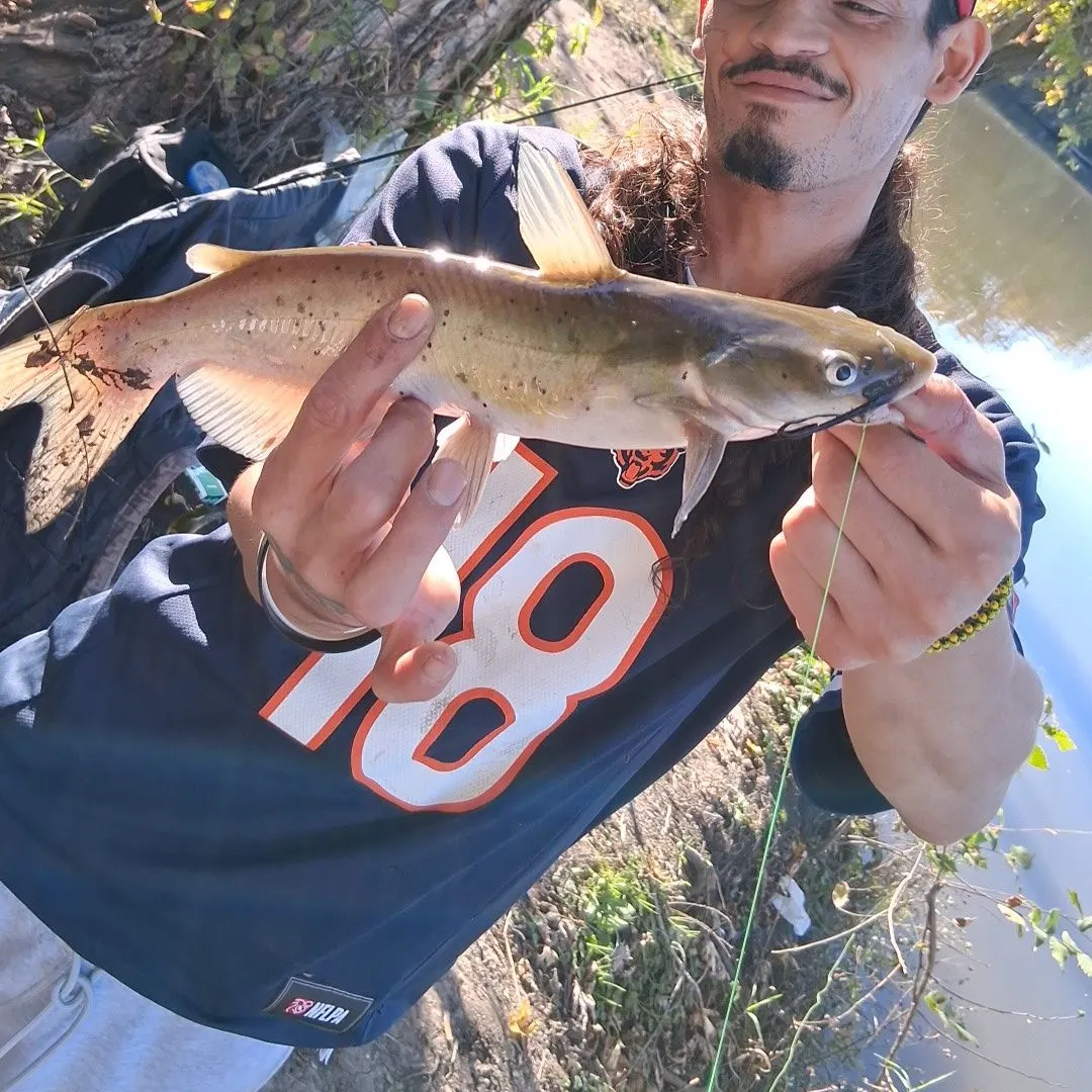Channel catfish caught on Fishbrain