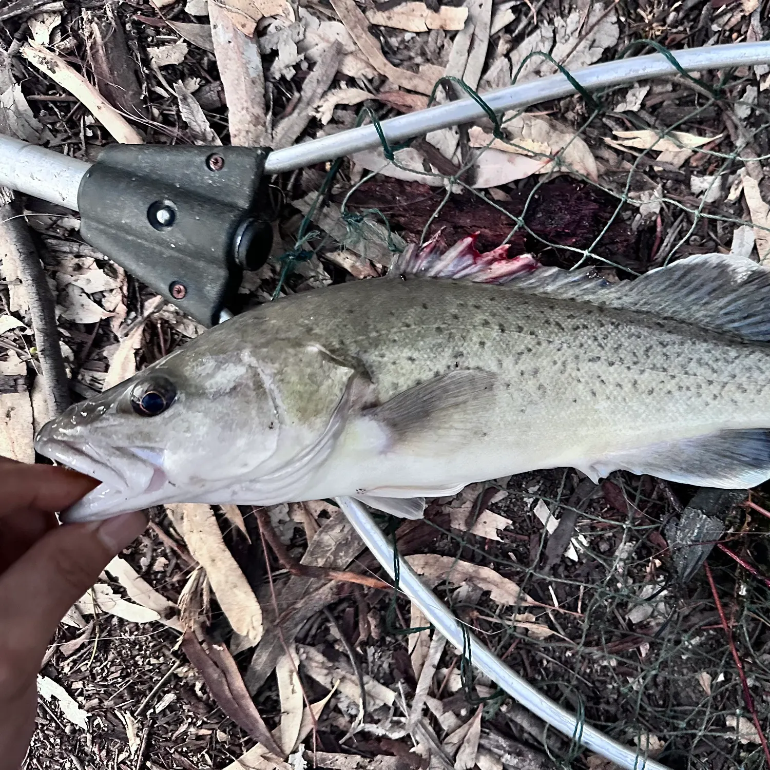 The most popular recent Trout cod catch on Fishbrain