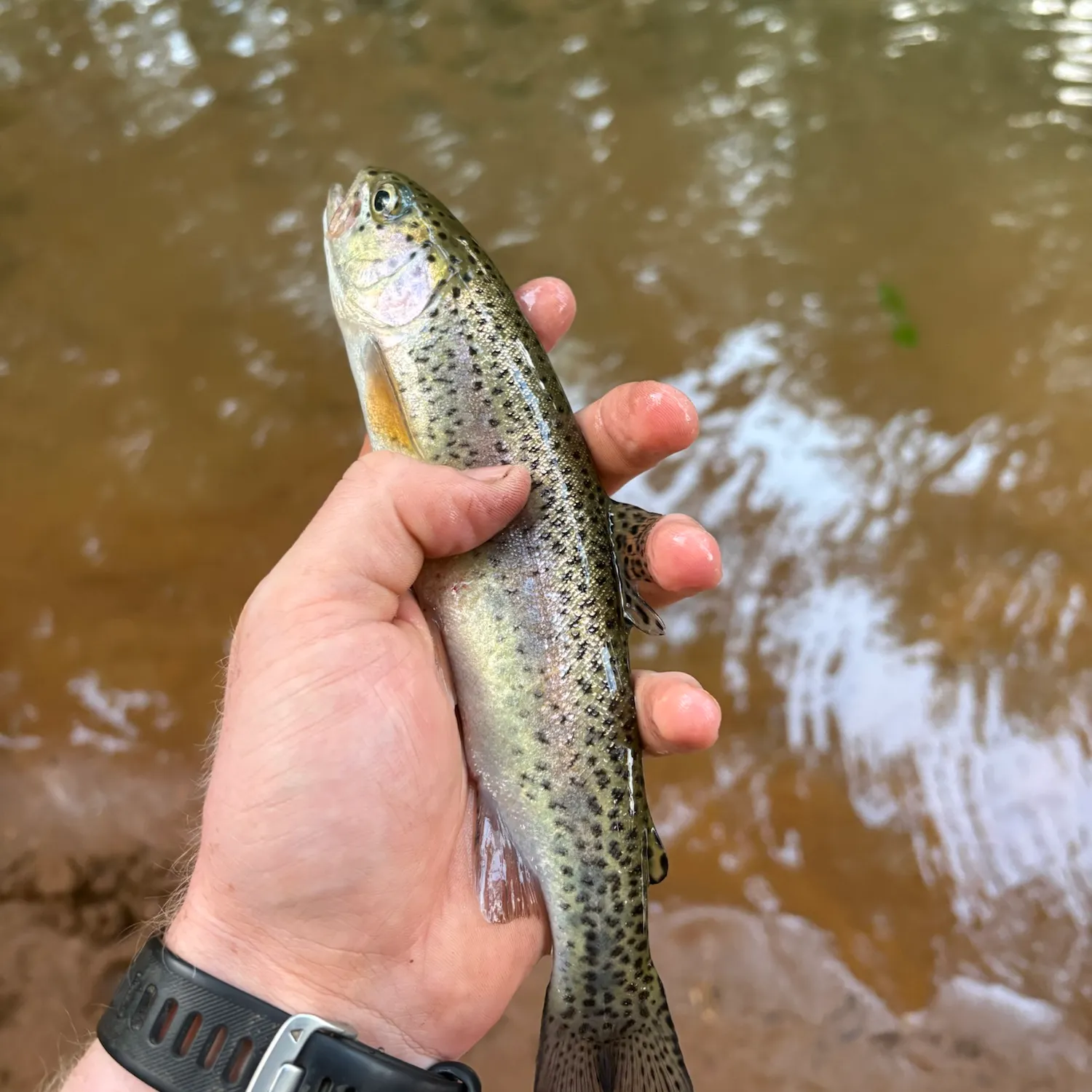 Rainbow trout caught on Fishbrain