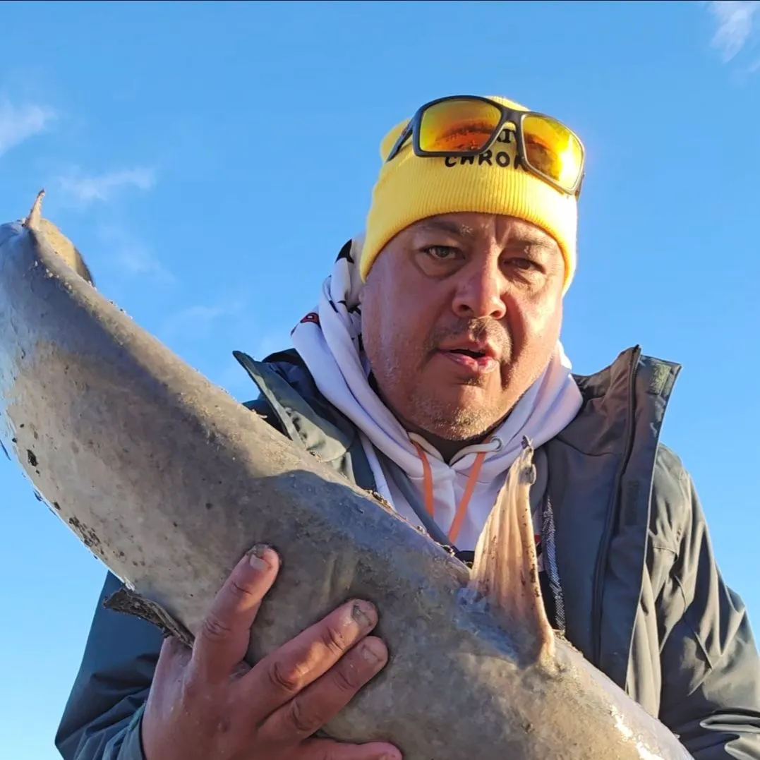 The most recent Blue catfish catches on Fishbrain
