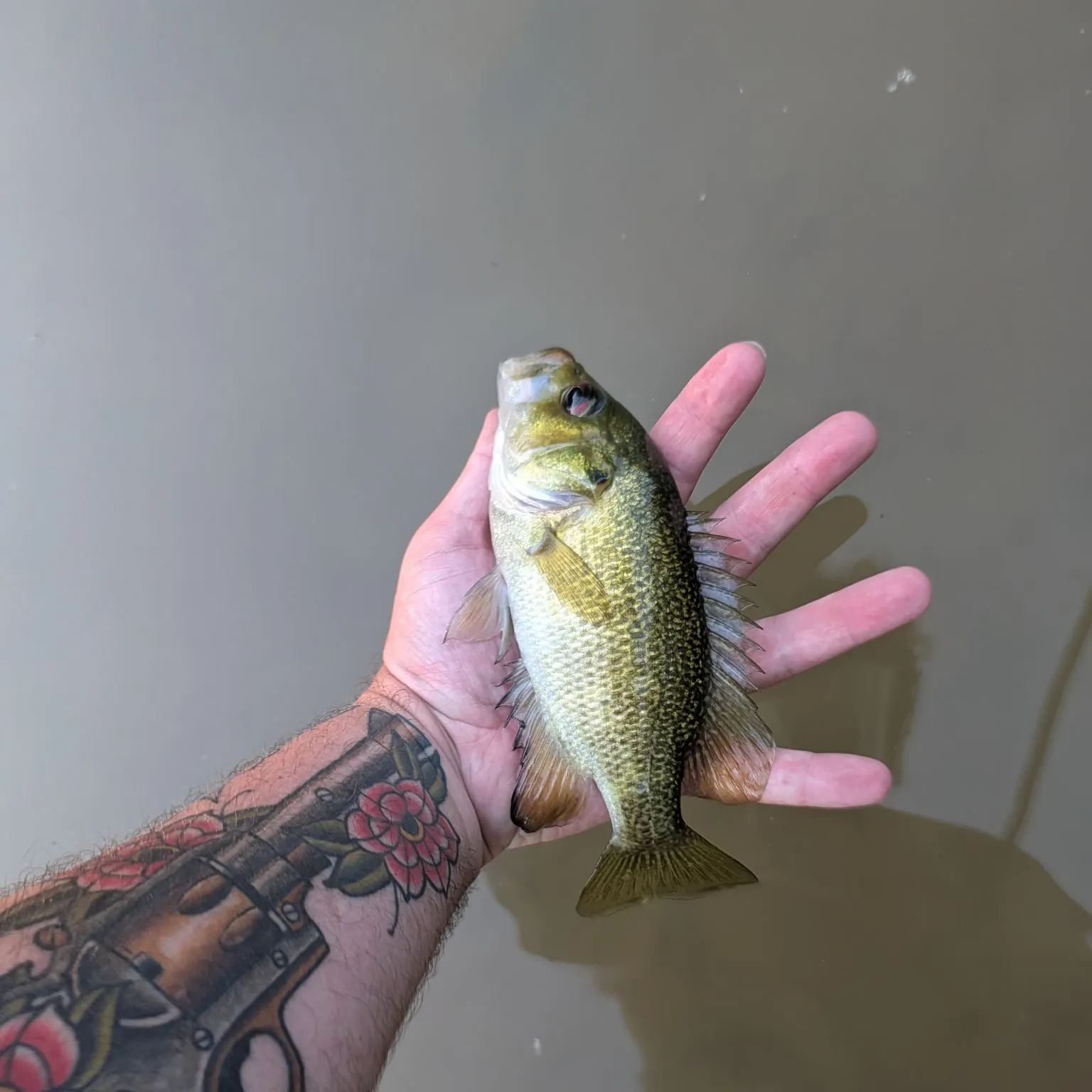 Rock bass caught on Fishbrain