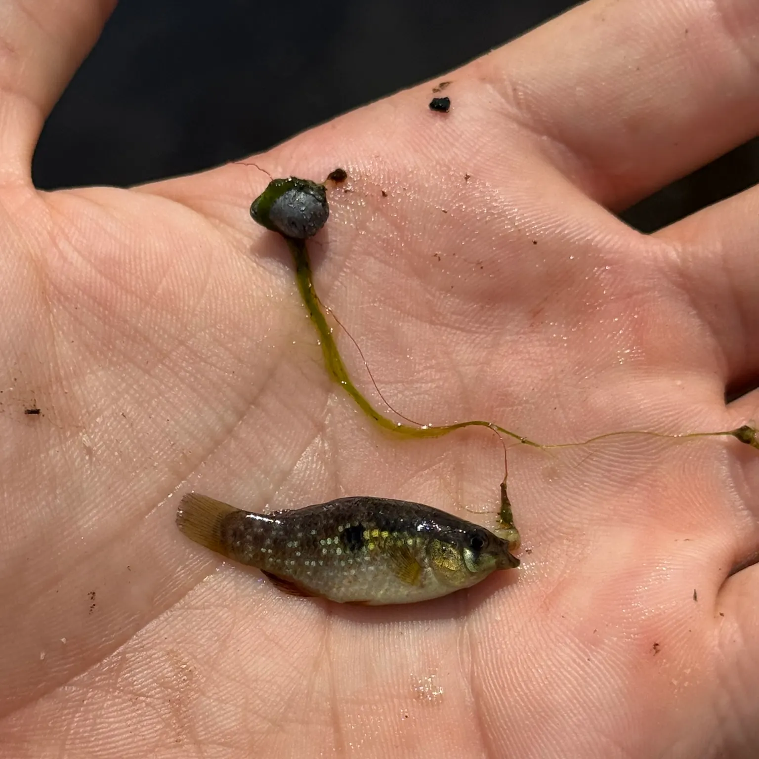 The most recent Flagfish catches on Fishbrain