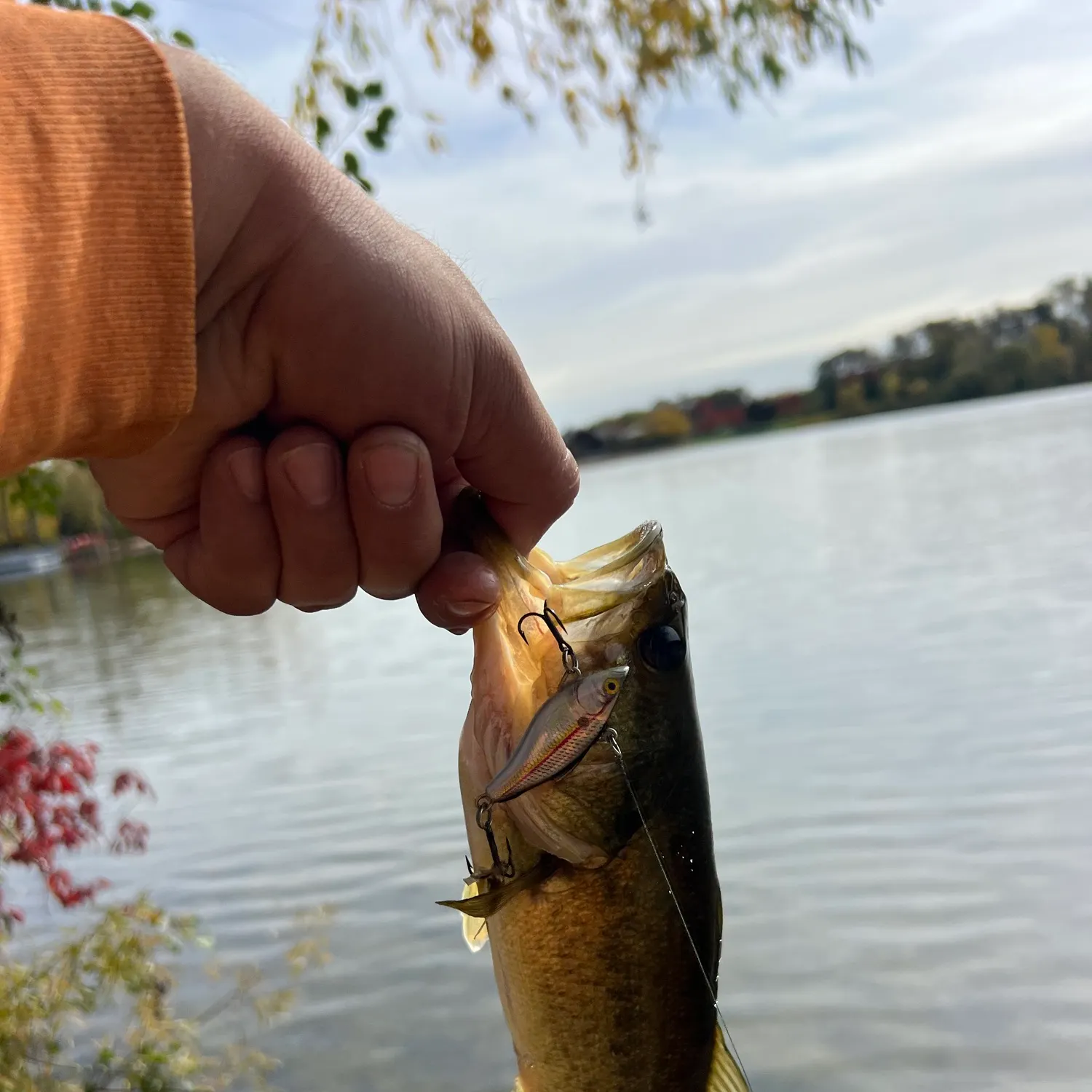 Largemouth bass caught on Fishbrain