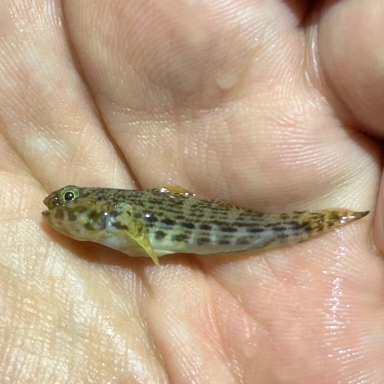 The most recent Twin-spotted frillfin goby catches on Fishbrain