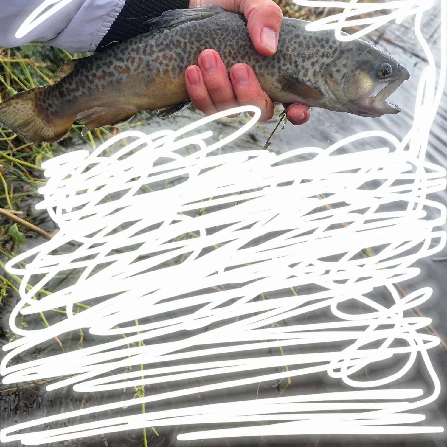 Tiger trout caught on Fishbrain
