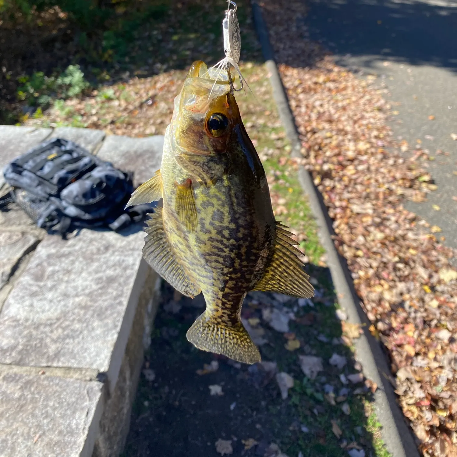 Black crappie caught on Fishbrain