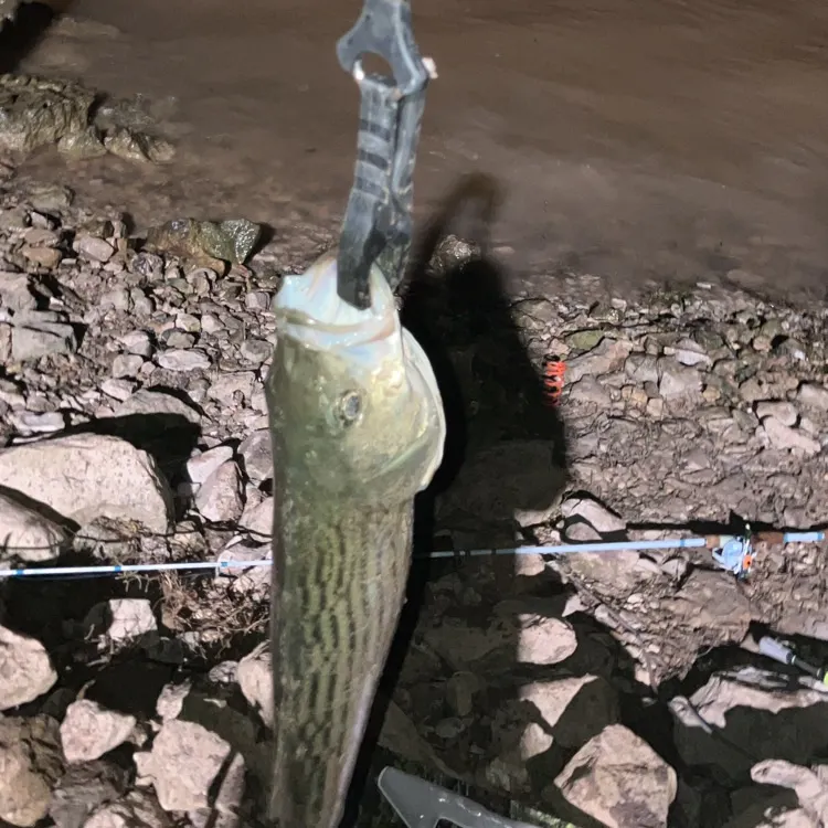 most liked catch image