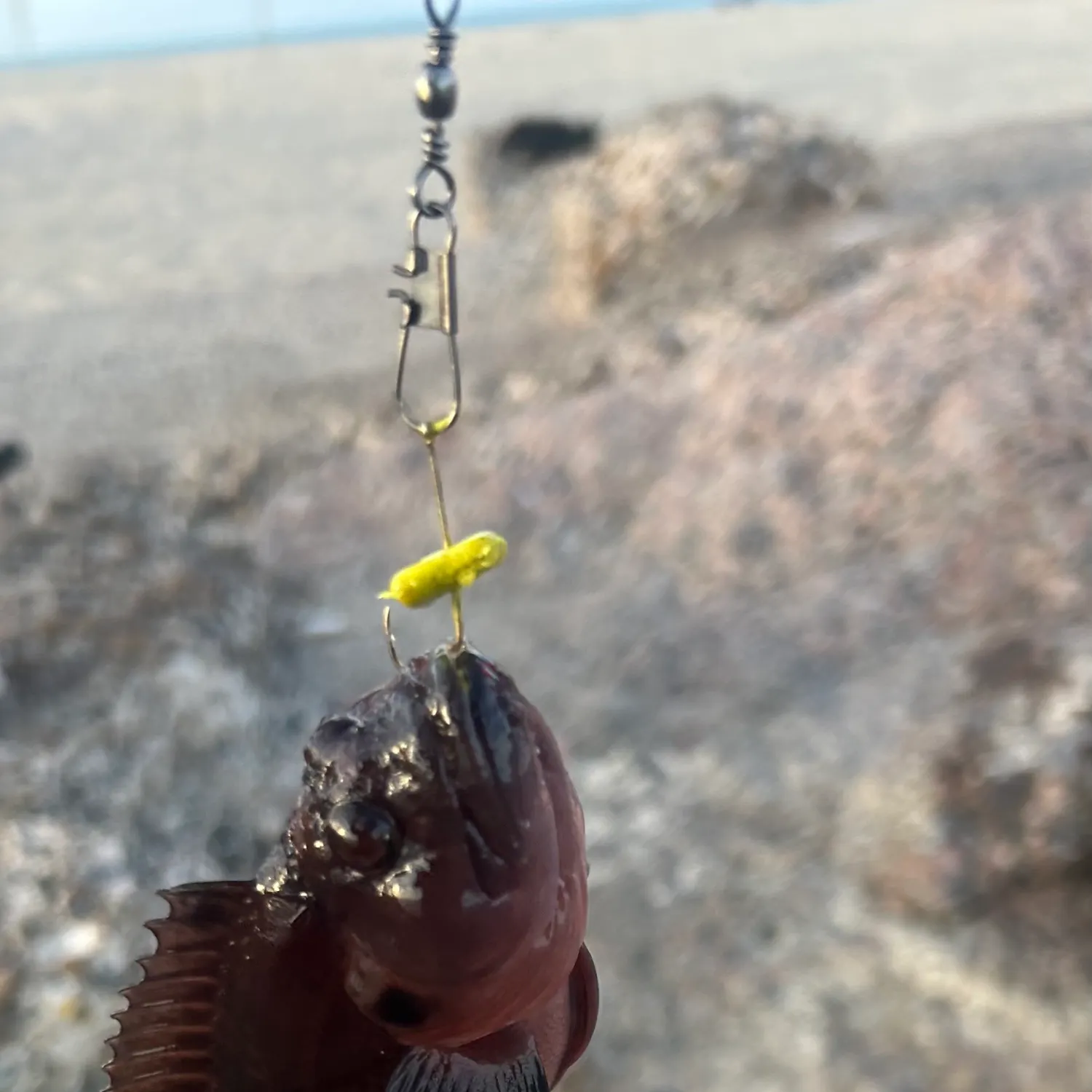 The most recent Largemouth blenny catches on Fishbrain