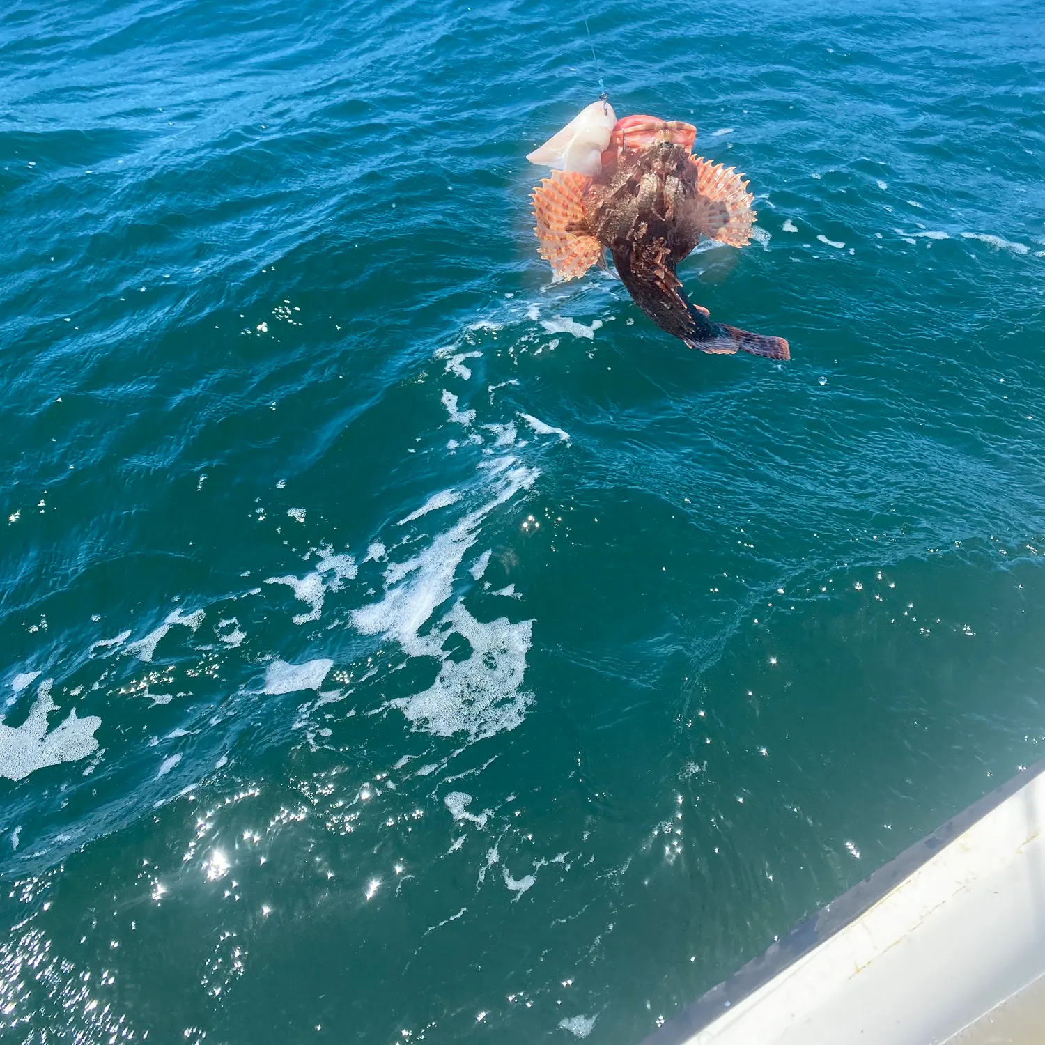 The most recent Eastern red scorpionfish catches on Fishbrain