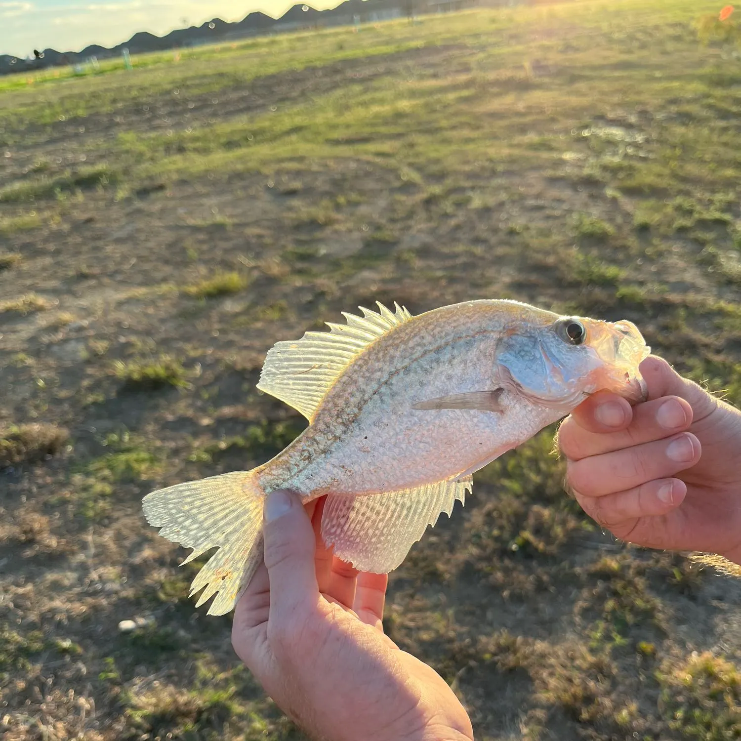 angler catch