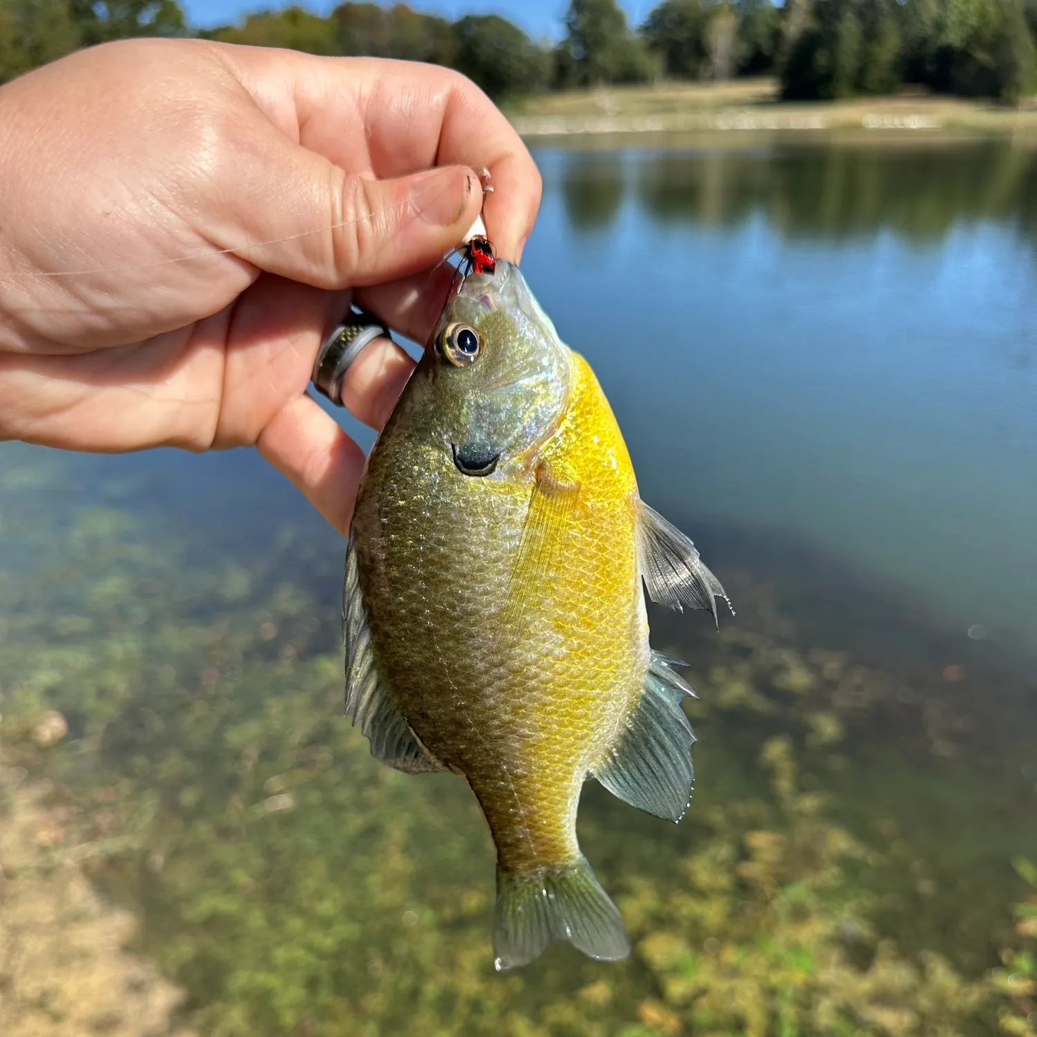 Bluegill caught on Fishbrain