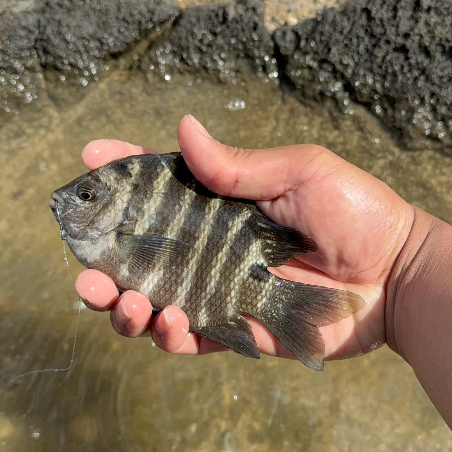The most recent Banded sergeant catches on Fishbrain
