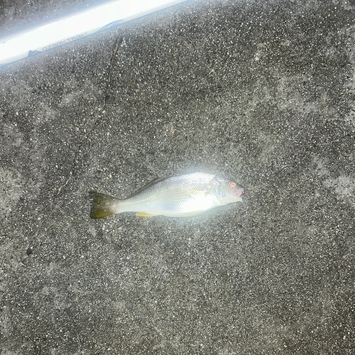 Threadfin shad caught on Fishbrain