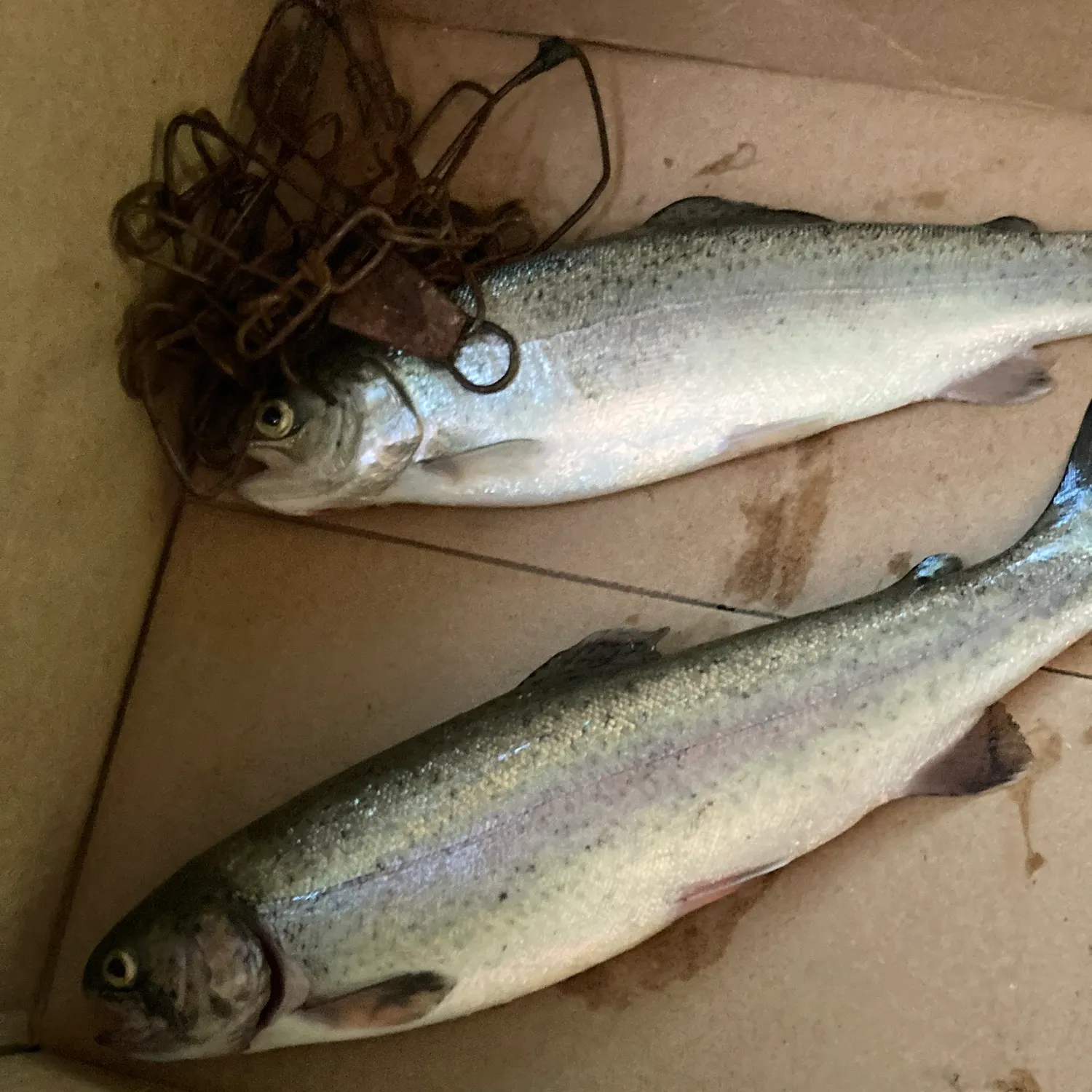 recently logged catches
