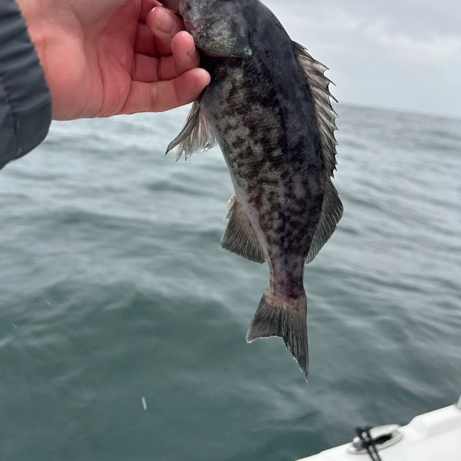 The most recent Blue rockfish catches on Fishbrain