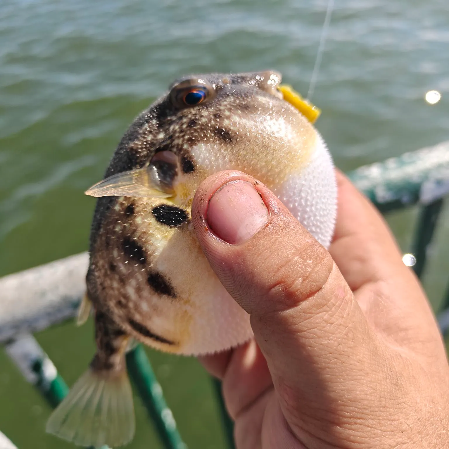 Northern puffer caught on Fishbrain