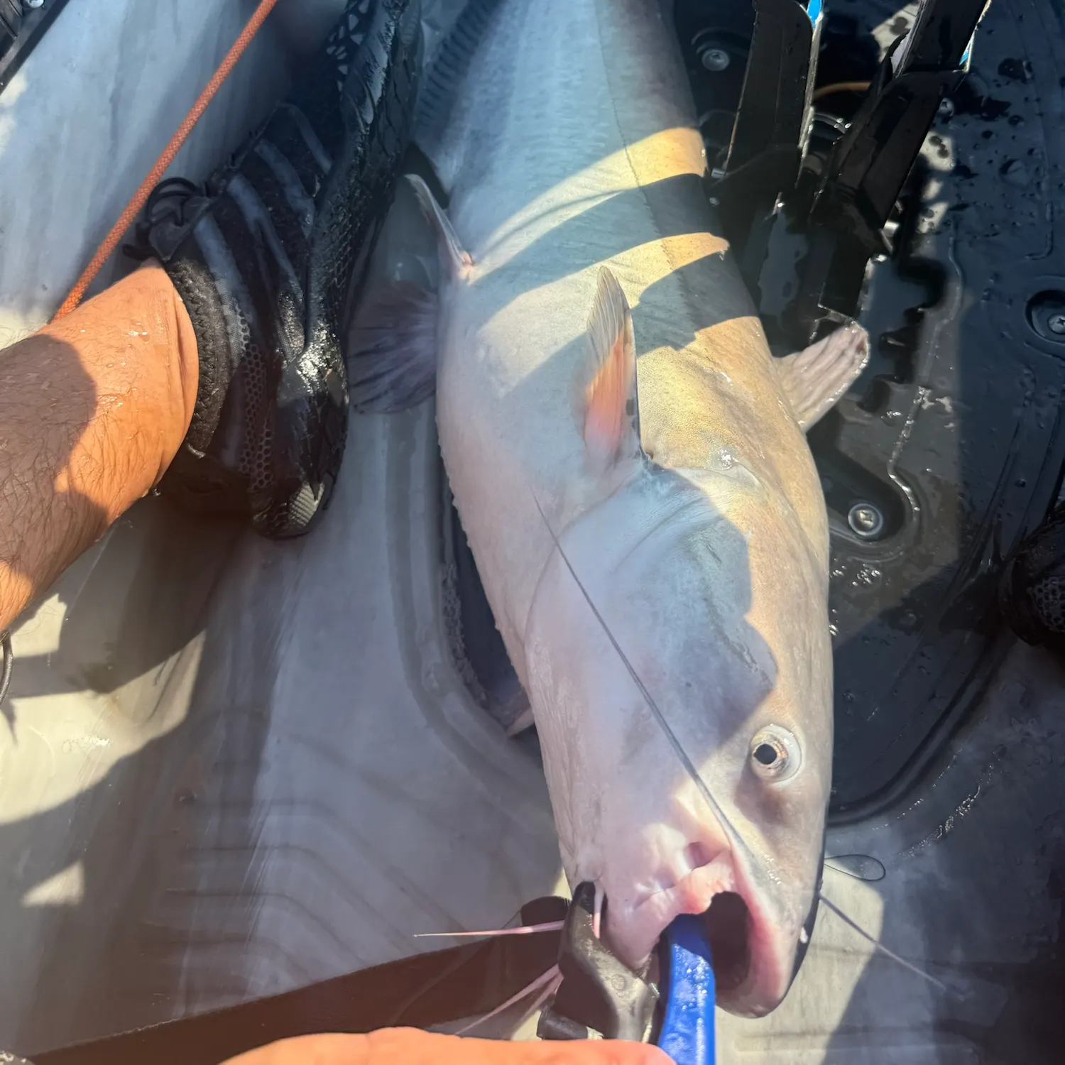 Blue catfish caught on Fishbrain