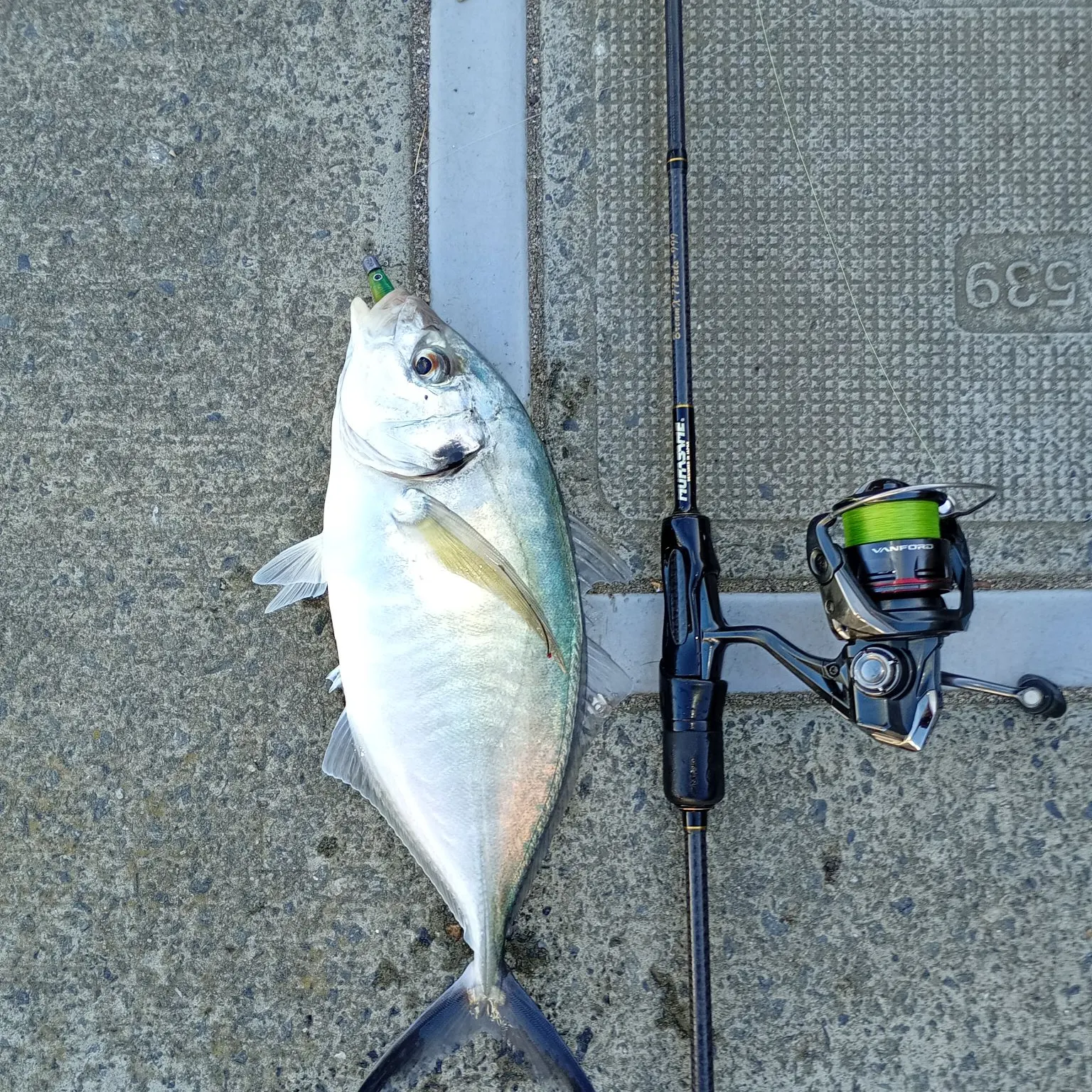 Australasian snapper caught on Fishbrain