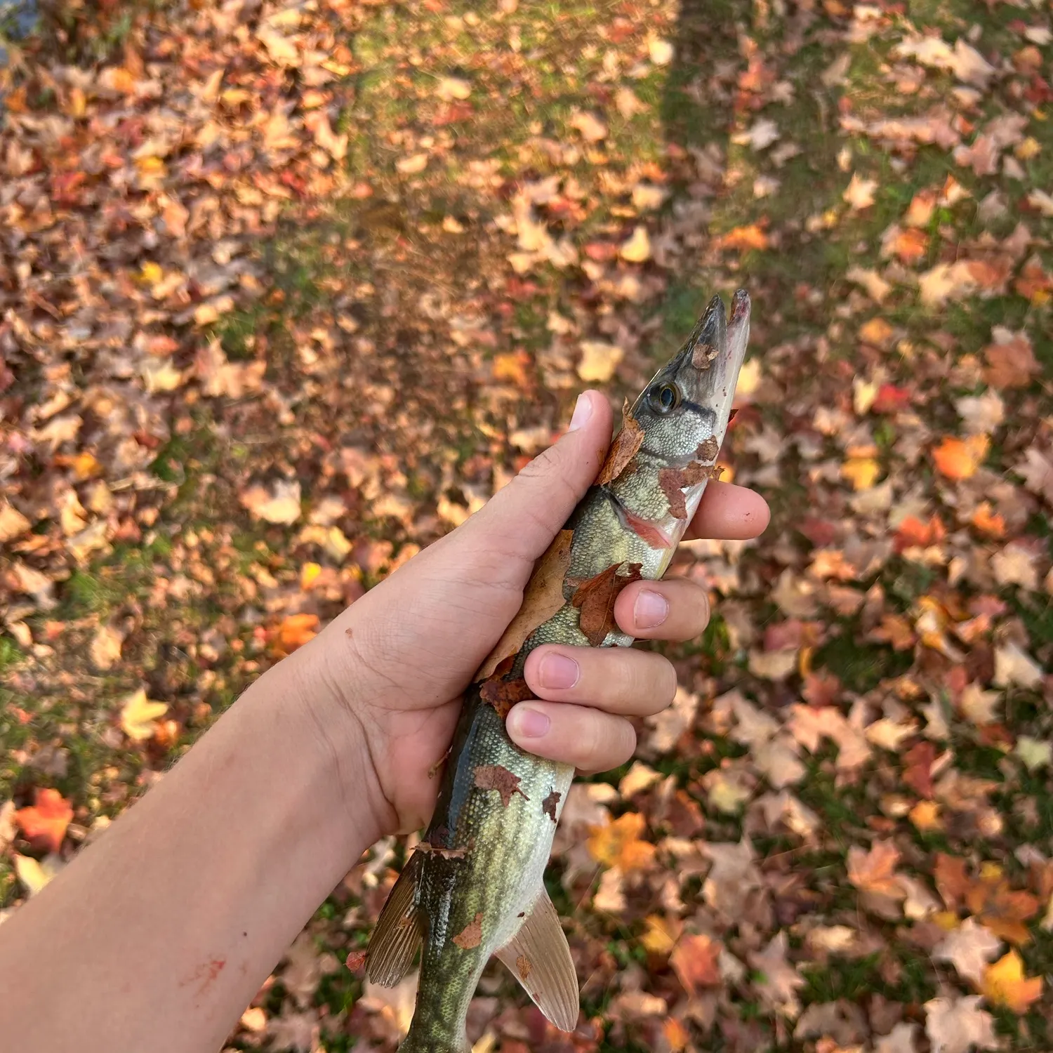 Chain pickerel caught on Fishbrain