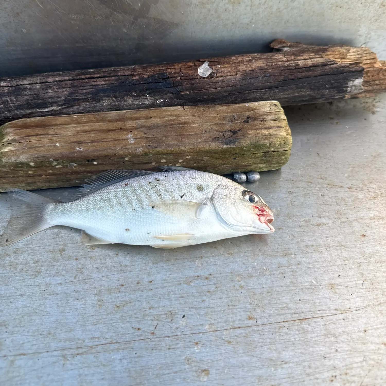 The most recent Spot croaker catches on Fishbrain