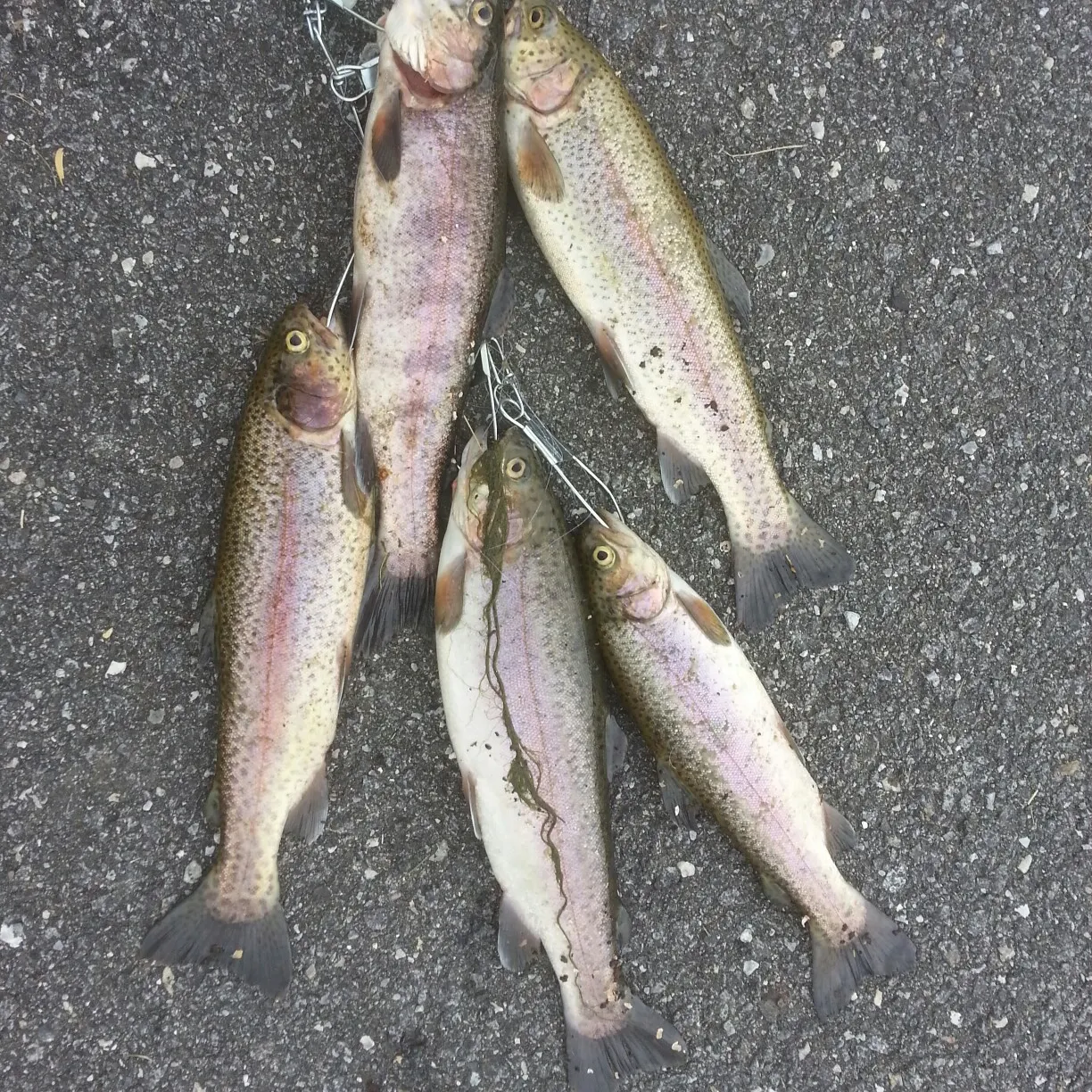 recently logged catches