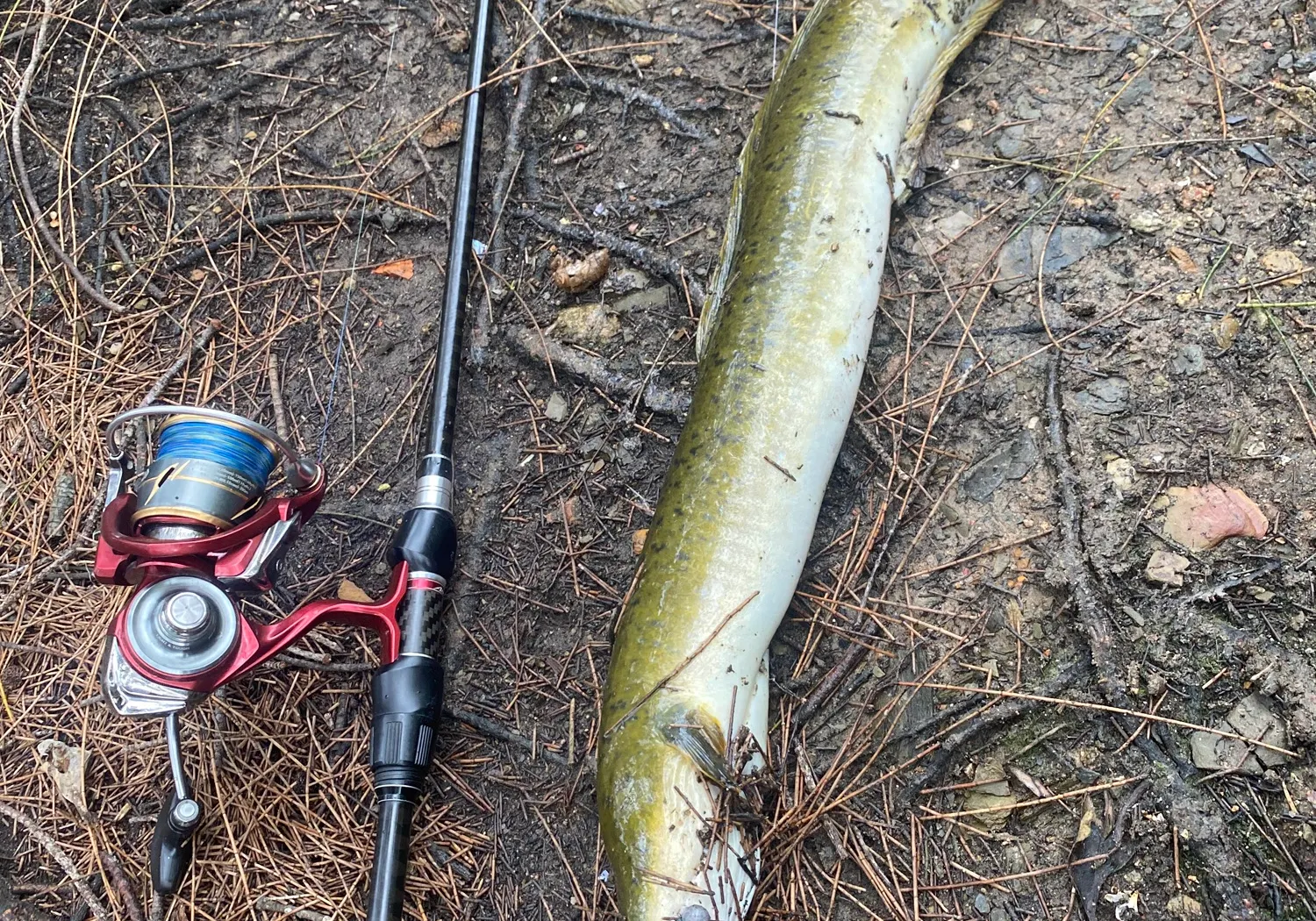 Giant mottled eel