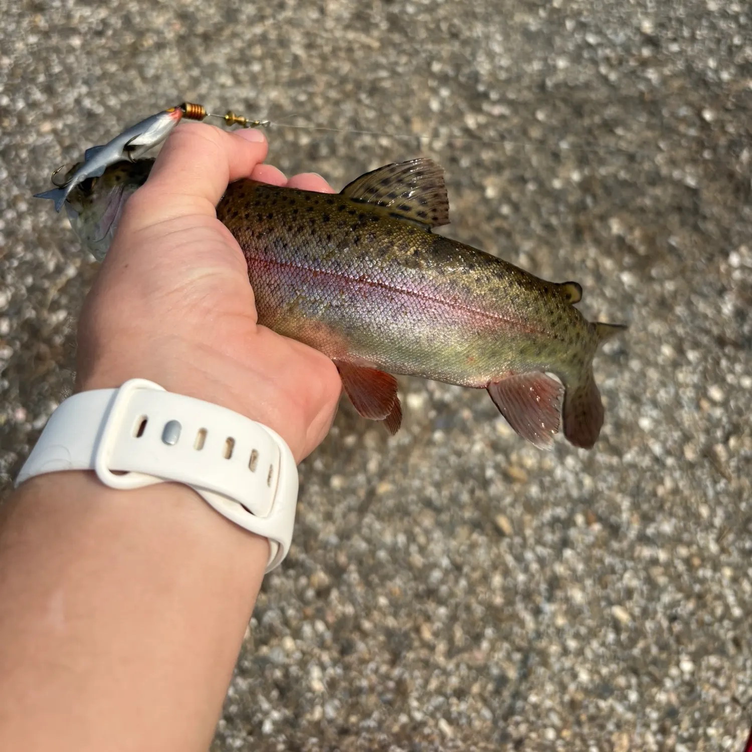 Rainbow trout caught on Fishbrain