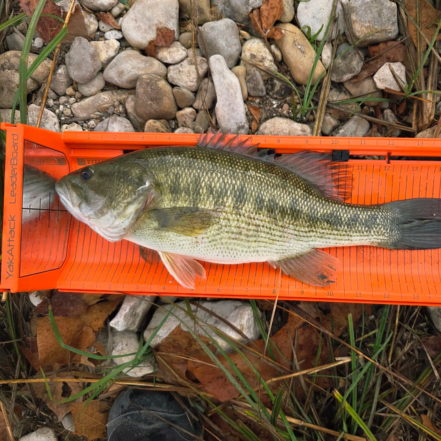 The most recent Guadalupe bass catches on Fishbrain