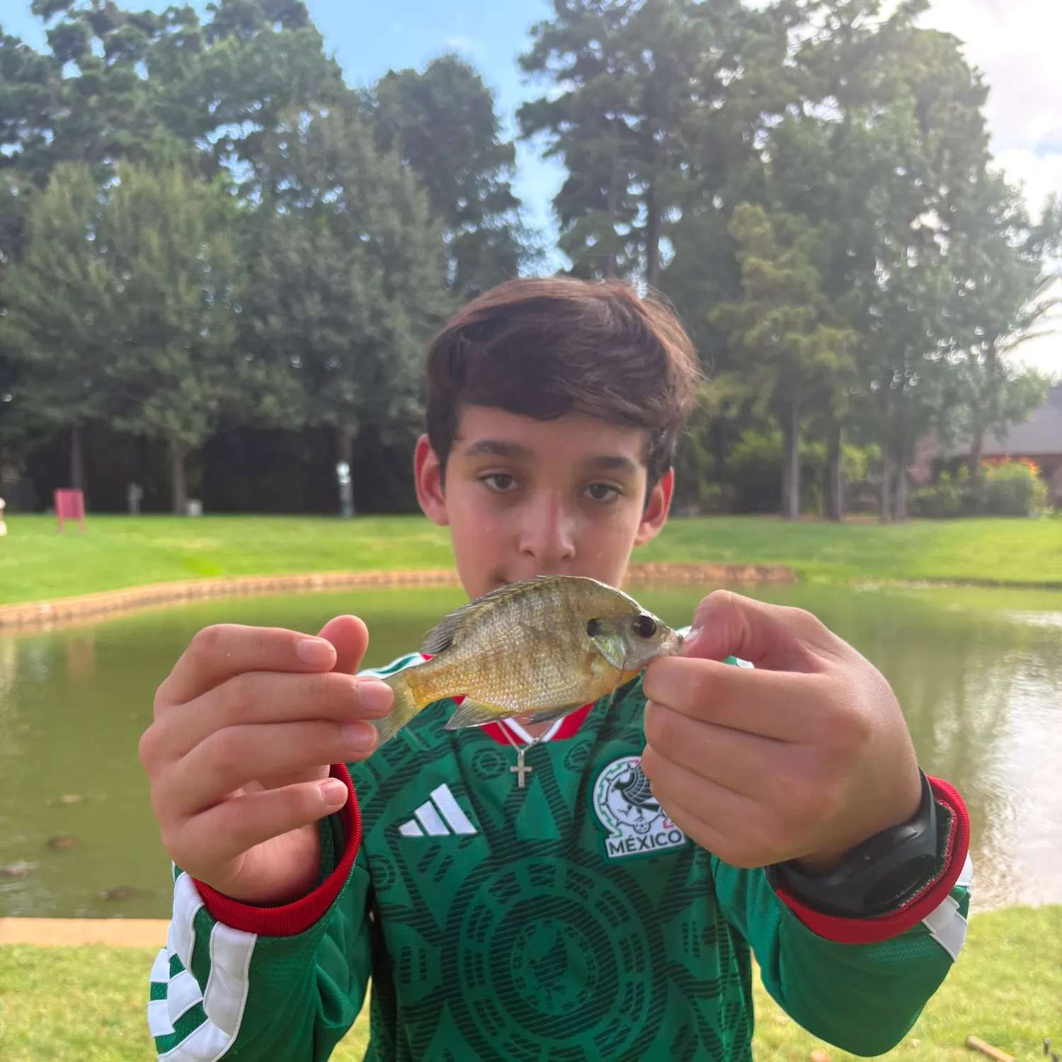 Bluegill caught on Fishbrain