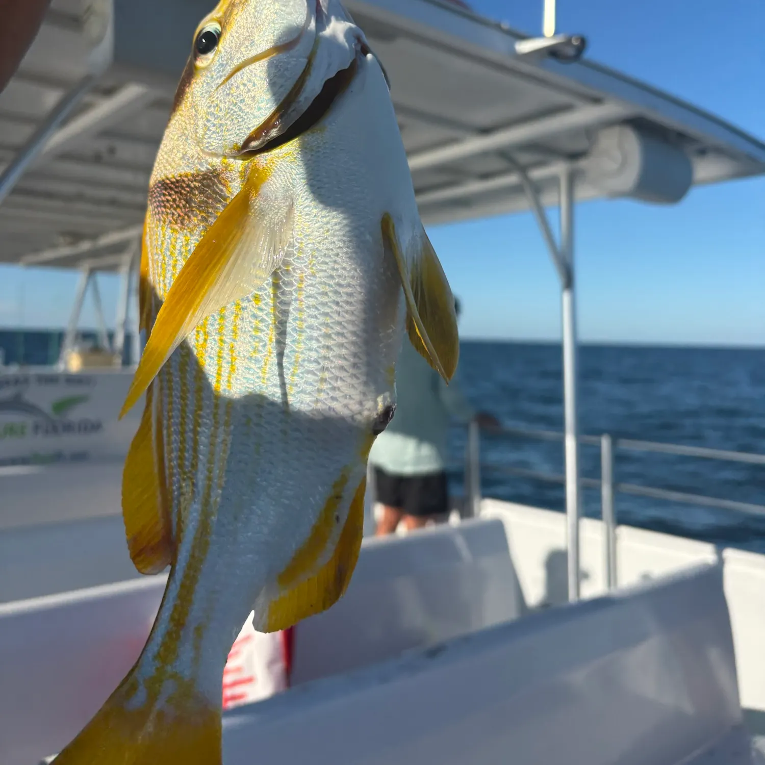 Atlantic porkfish caught on Fishbrain