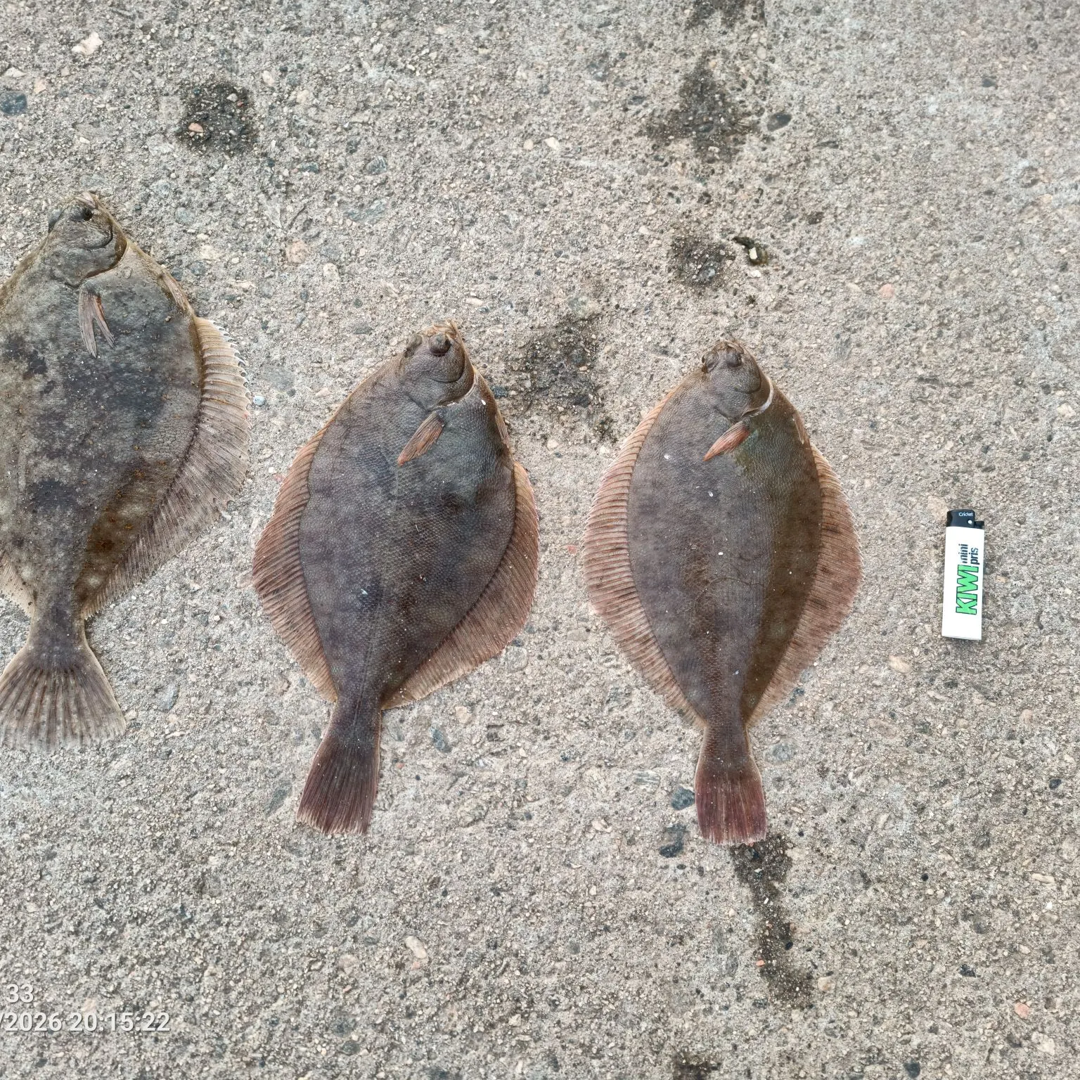 recently logged catches