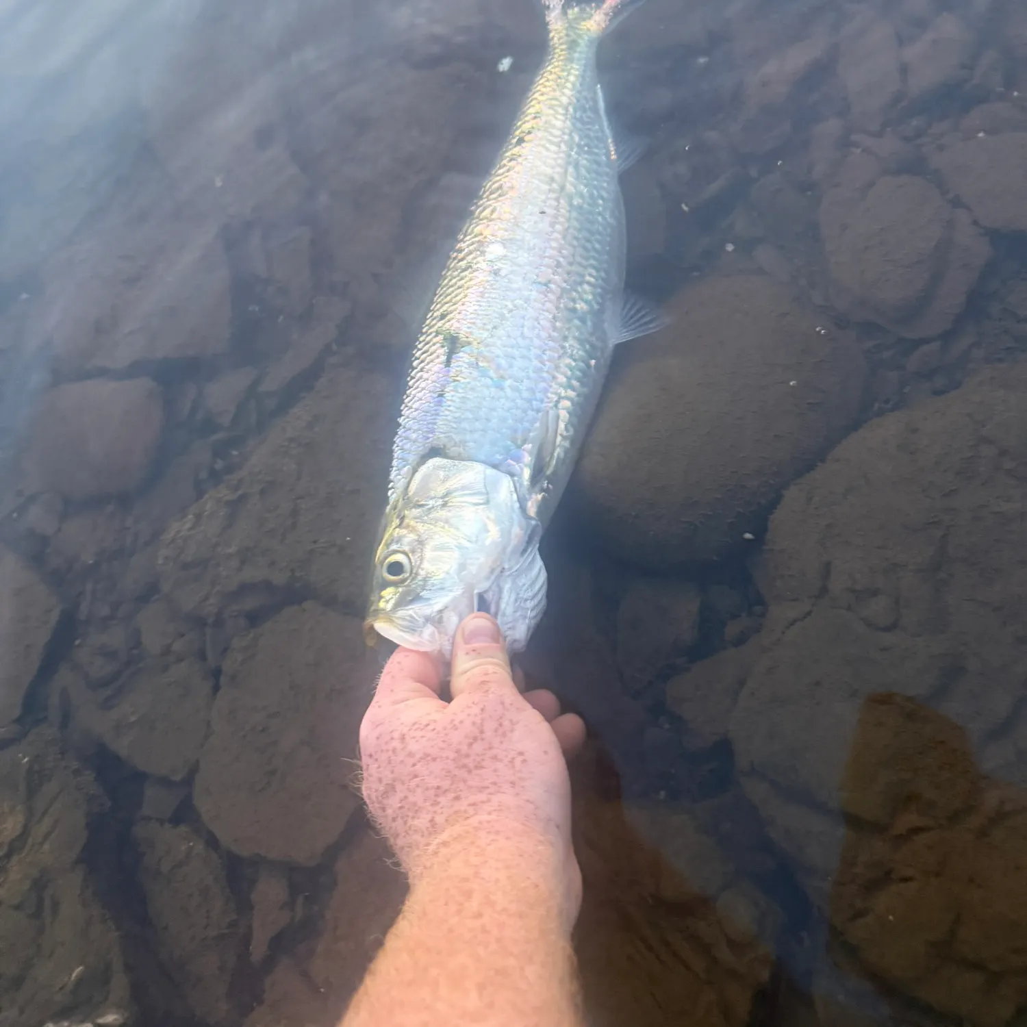 The most recent American shad catches on Fishbrain