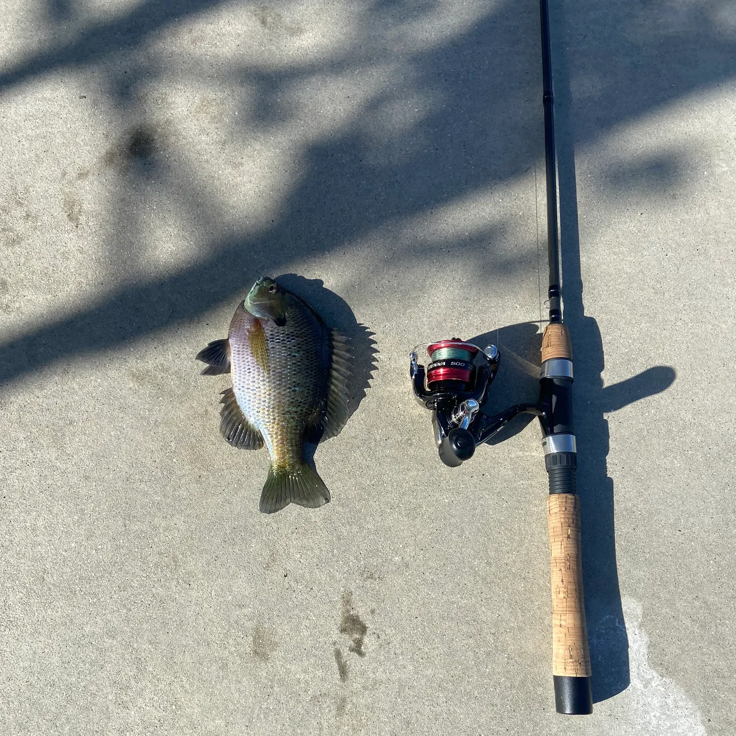 recently logged catches