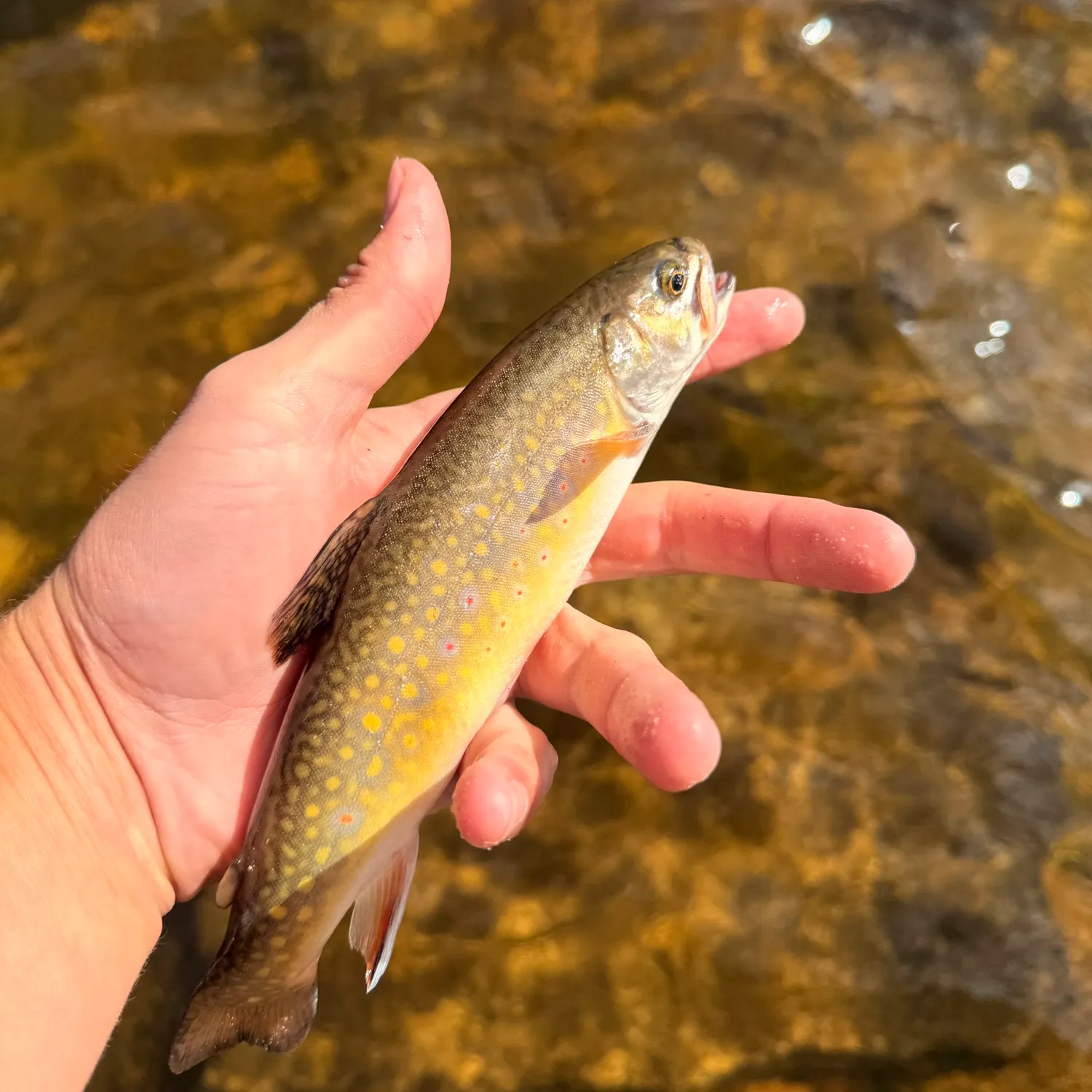 Brook trout caught on Fishbrain